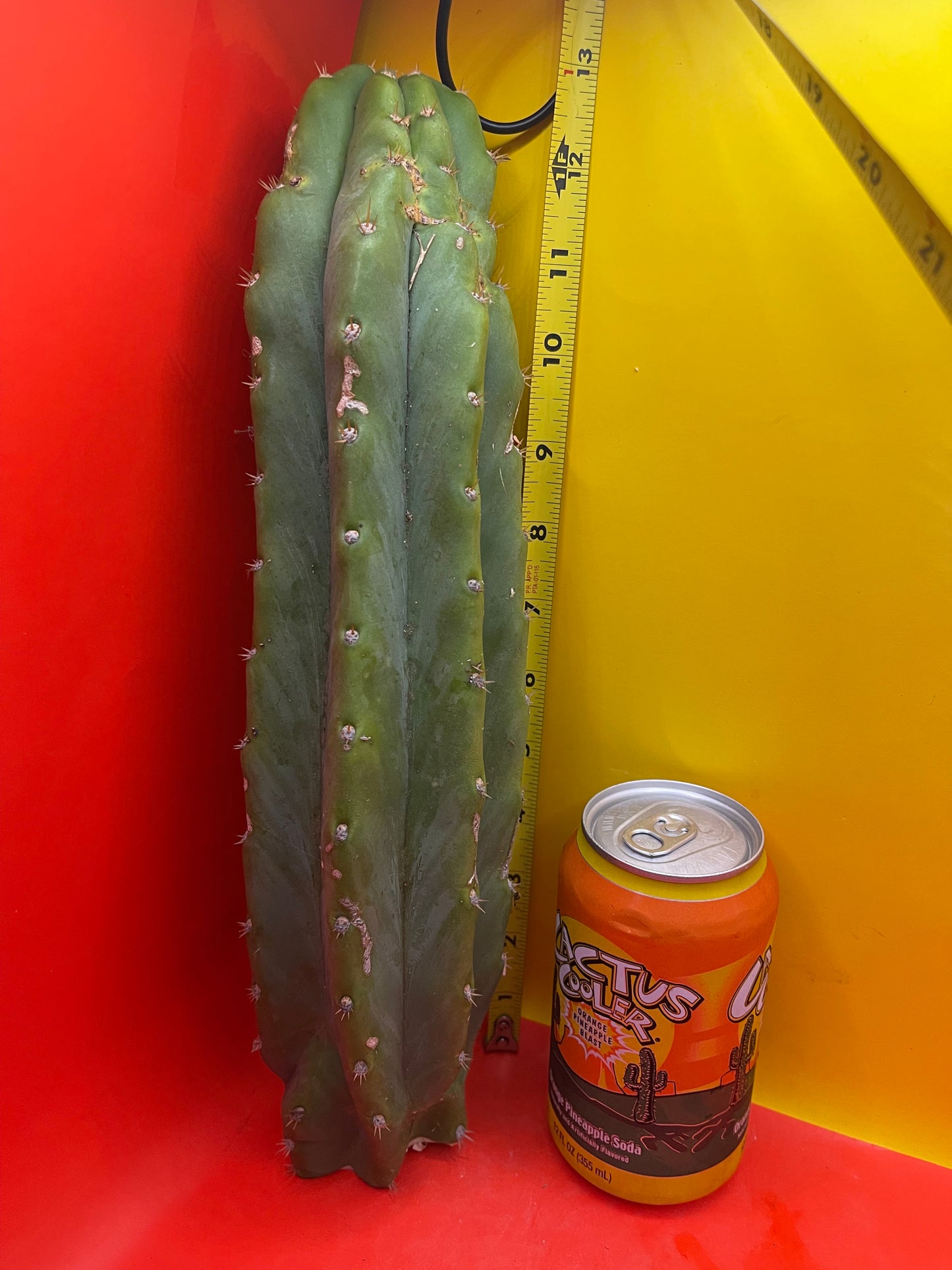 San Pedro Cactus