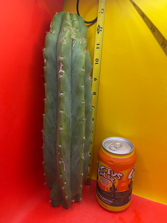 San Pedro Cactus