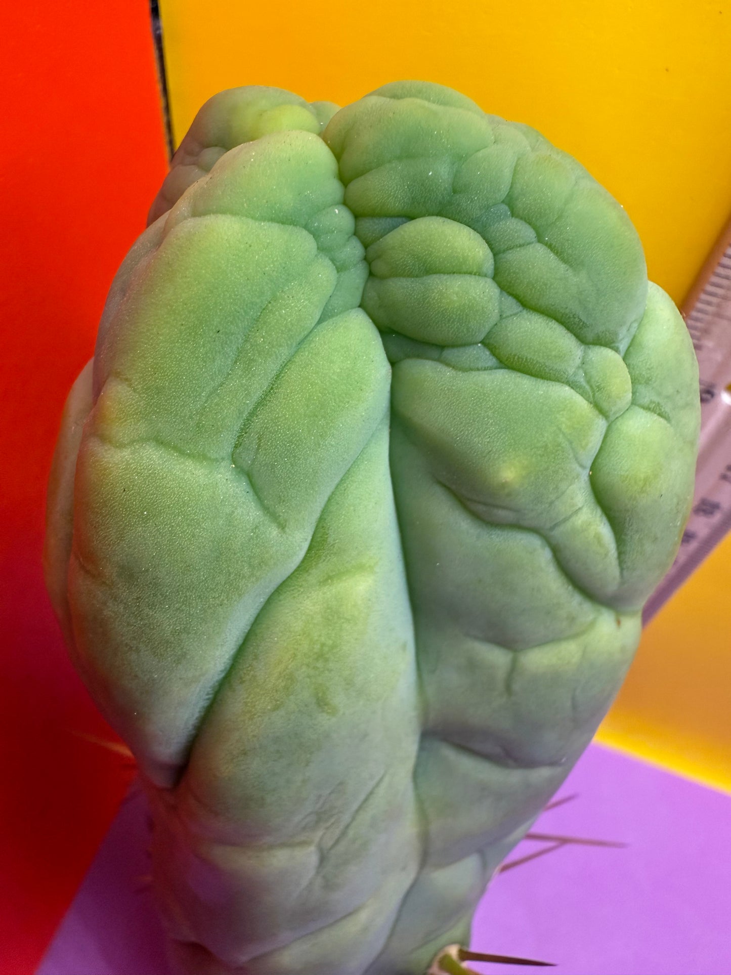 Bruce’s Dragon - almost 3” thick !