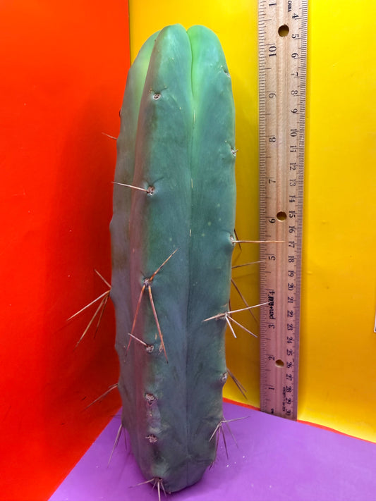 Bald BRIDGESII “LMA” La Mirada Angelo