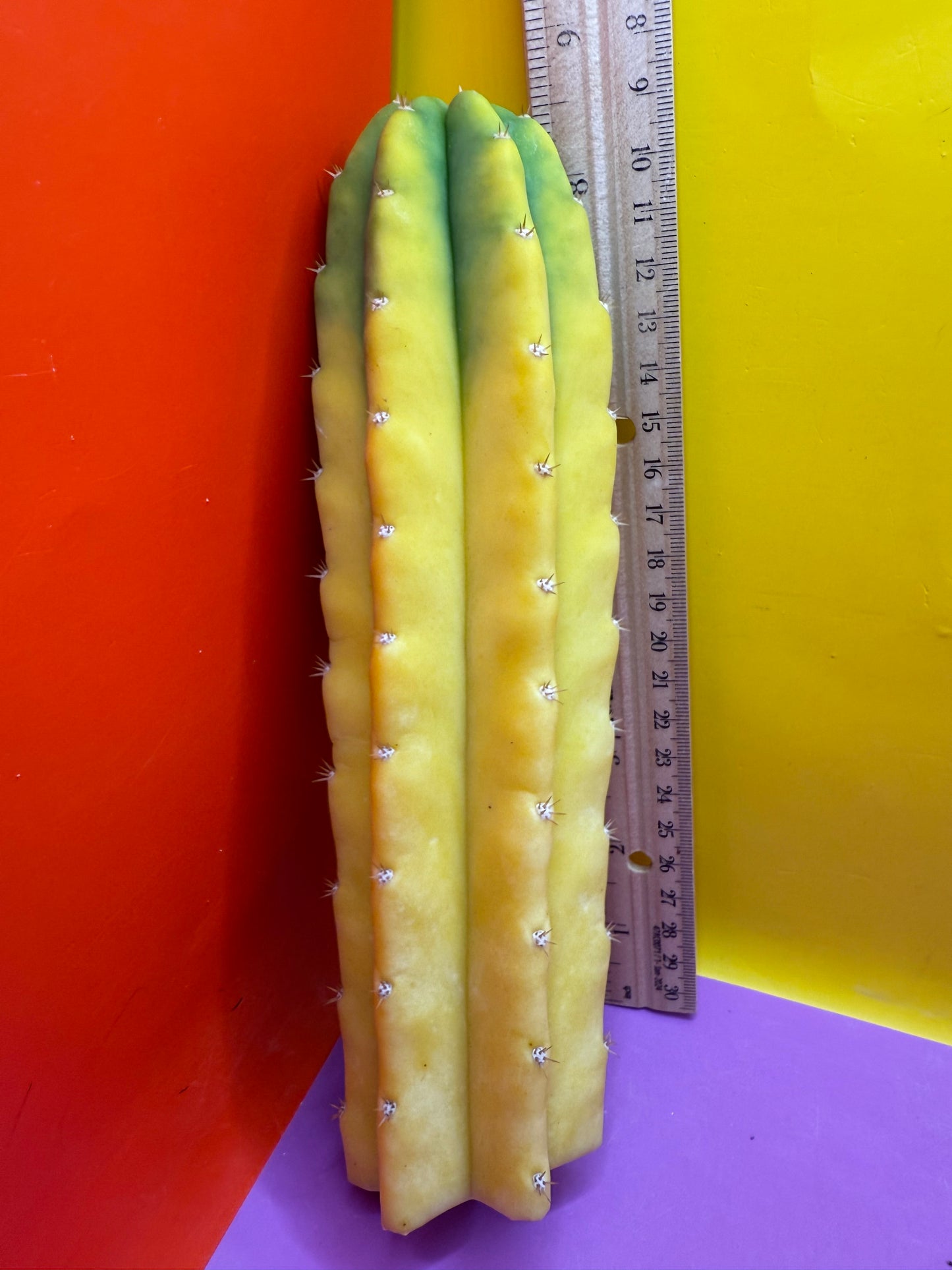 Banana San Pedro Cactus !