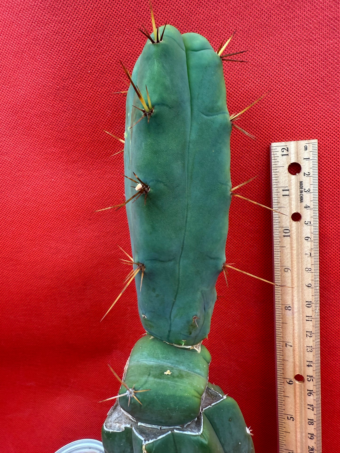 Essedon x Sina Graft , 4 winds !