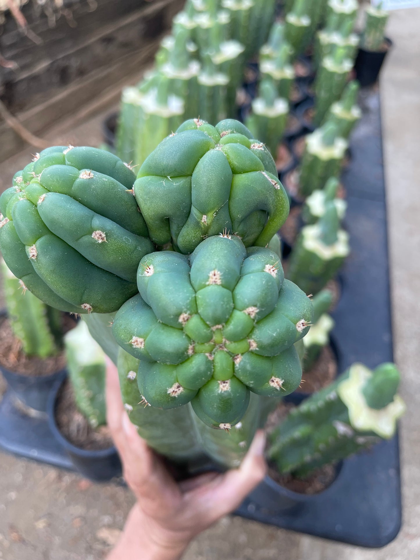 Freak Cahuilla !!! Trichocereus