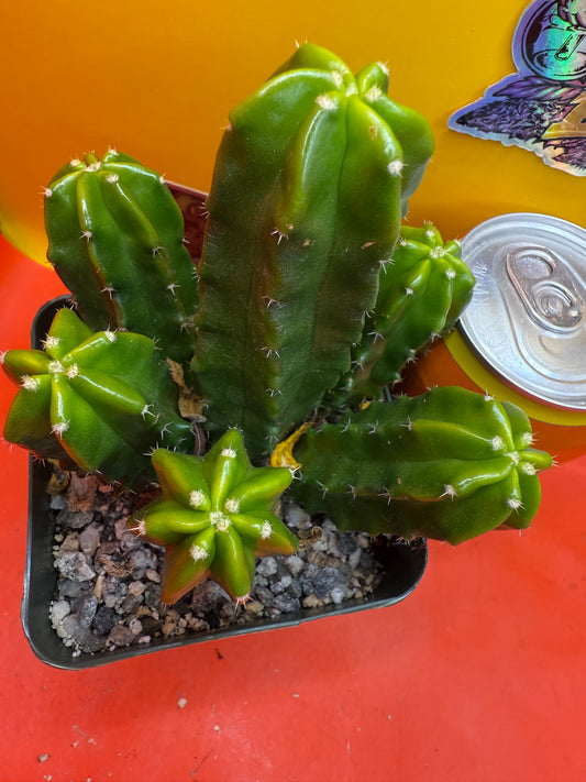 echinocereus viereckii  morricalii fully rooted - ships in its pot