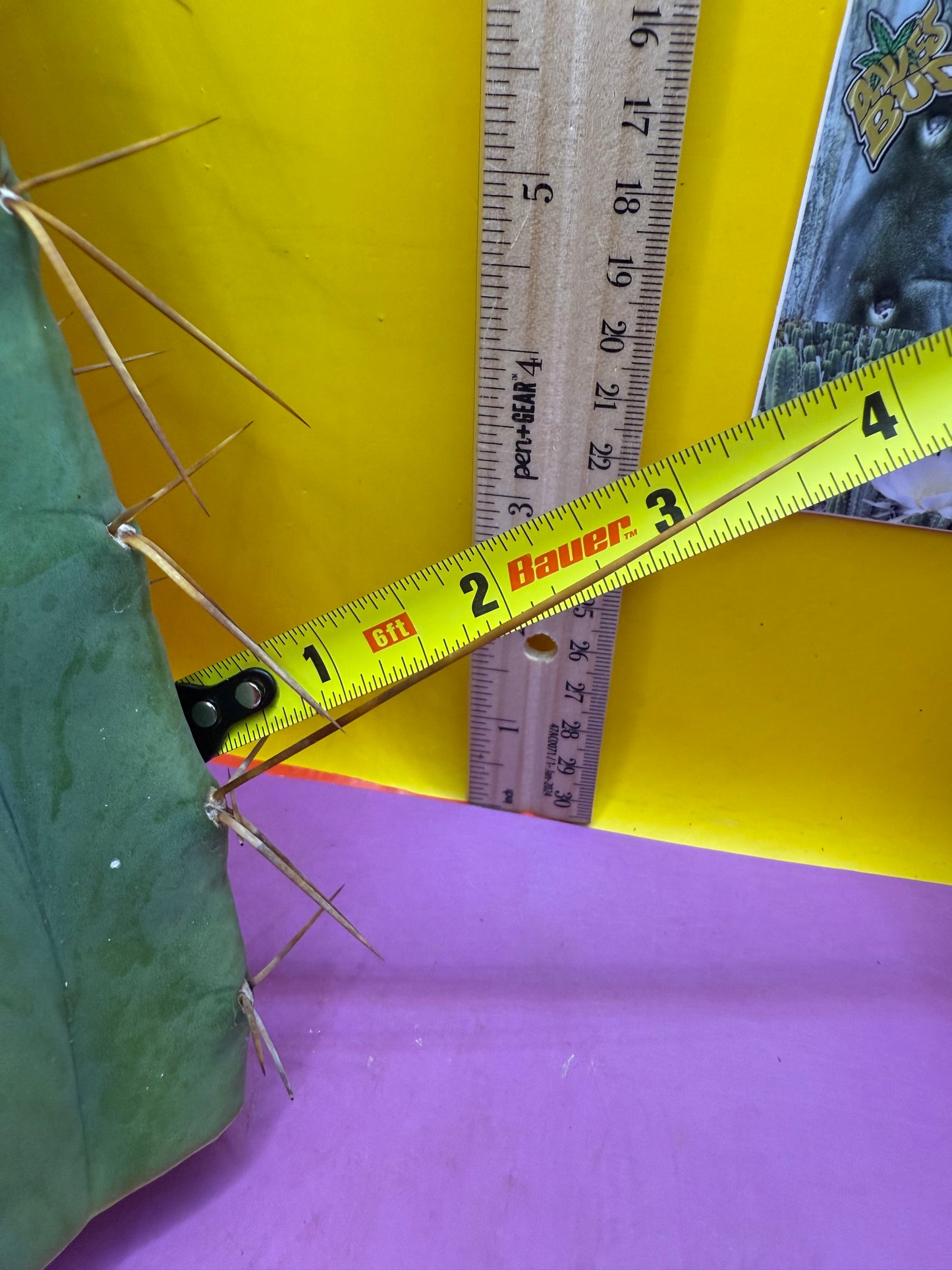 4 Wind Bridgesii “LMA” La Mirada Angelo