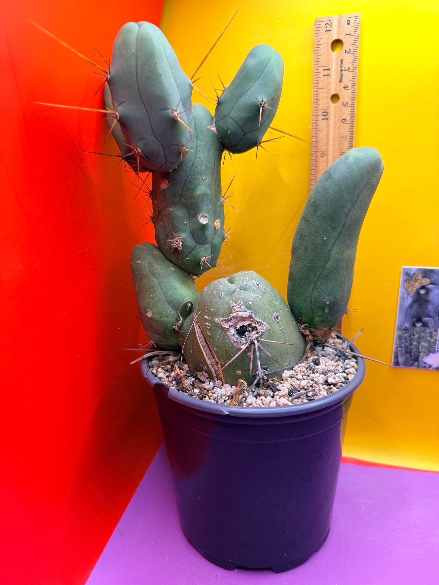 HUGE MAIN SECTION ! Strong thick TBM Stand