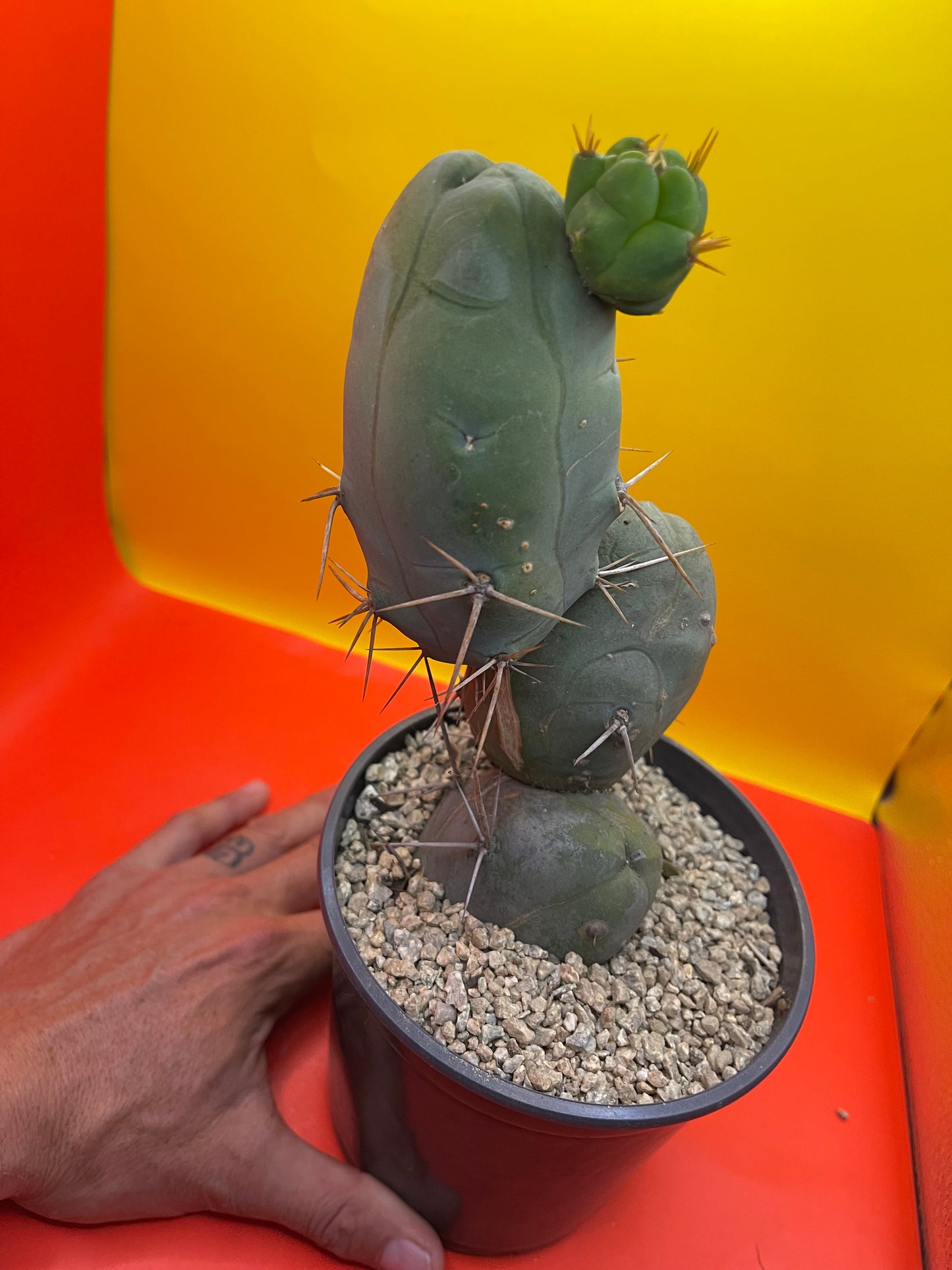 Trichocereus Bridgesii Monstrose - TBM !