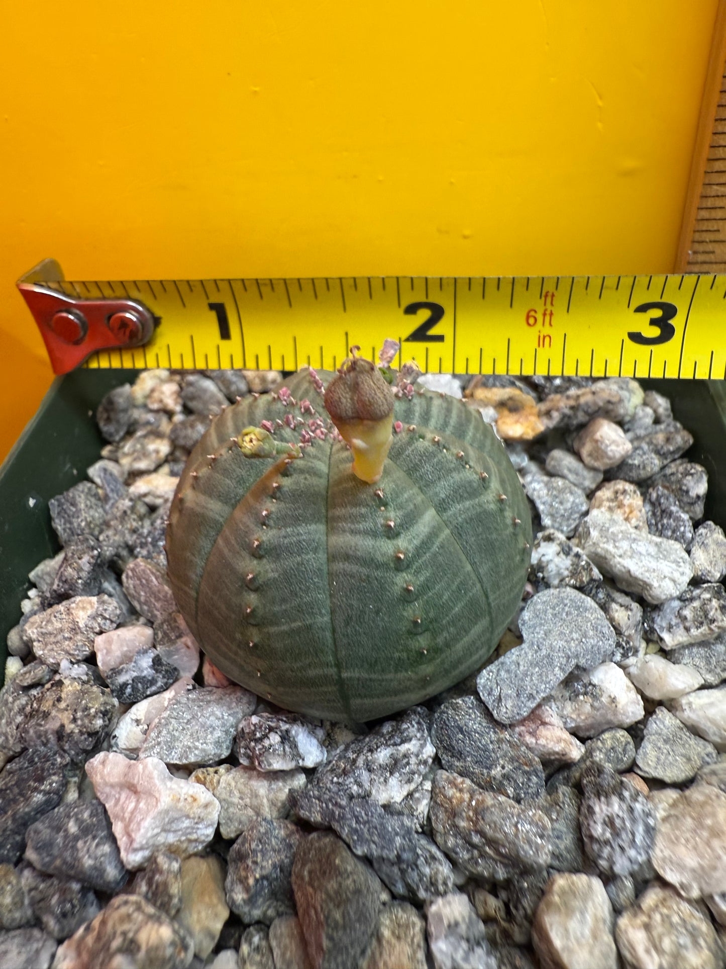 Euphorbia Obesa