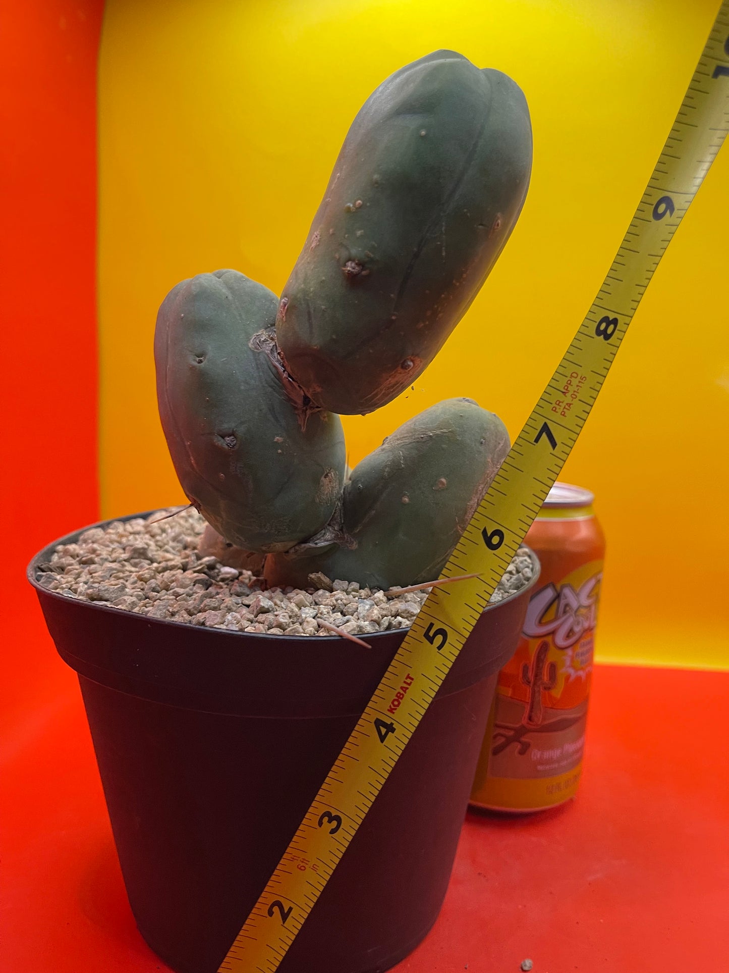 FAT TBM !!! PENISCACTUS !!