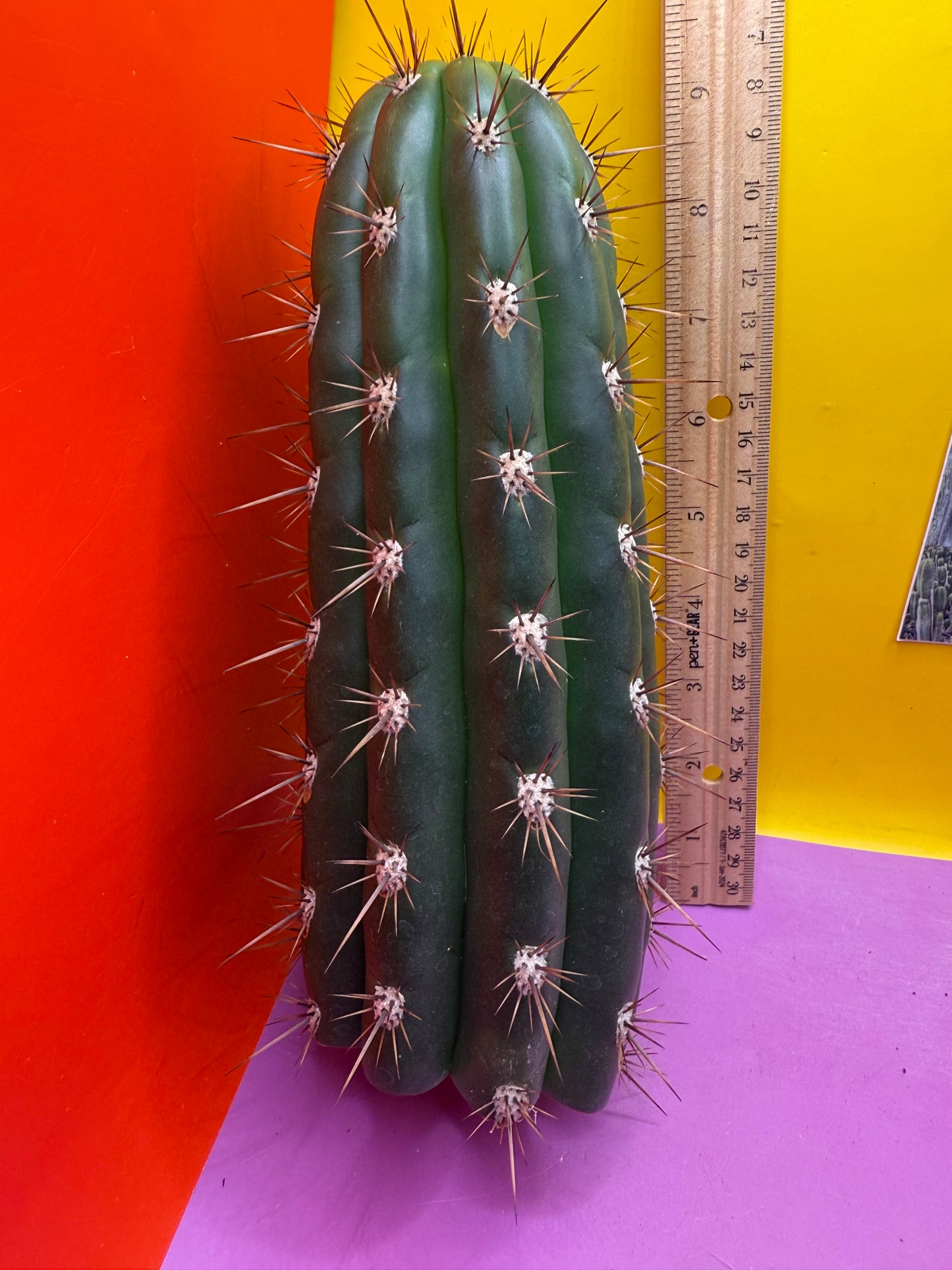 Trichocereus Tacaquirensis 🌶️🌶️