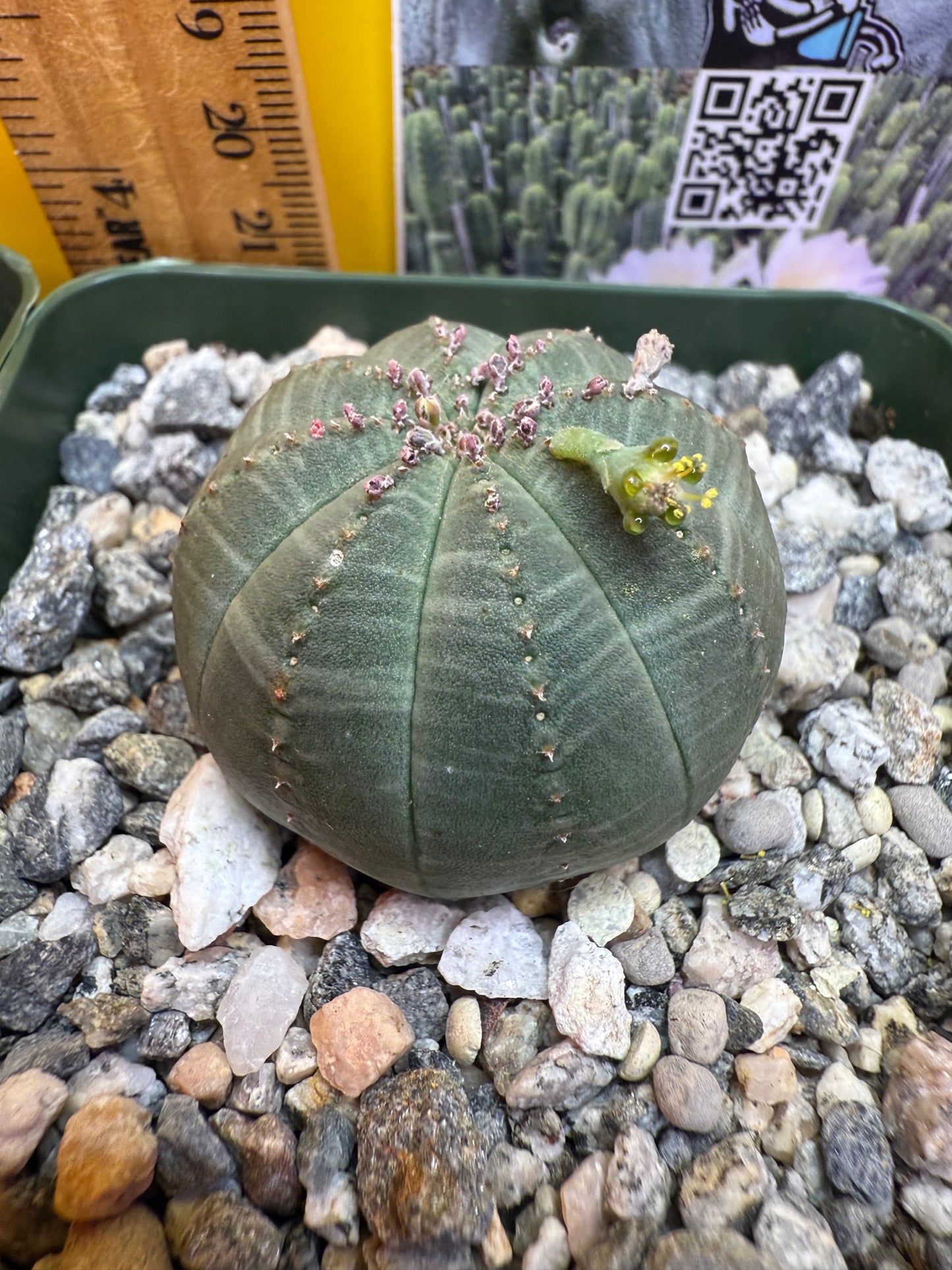 Euphorbia Obesa