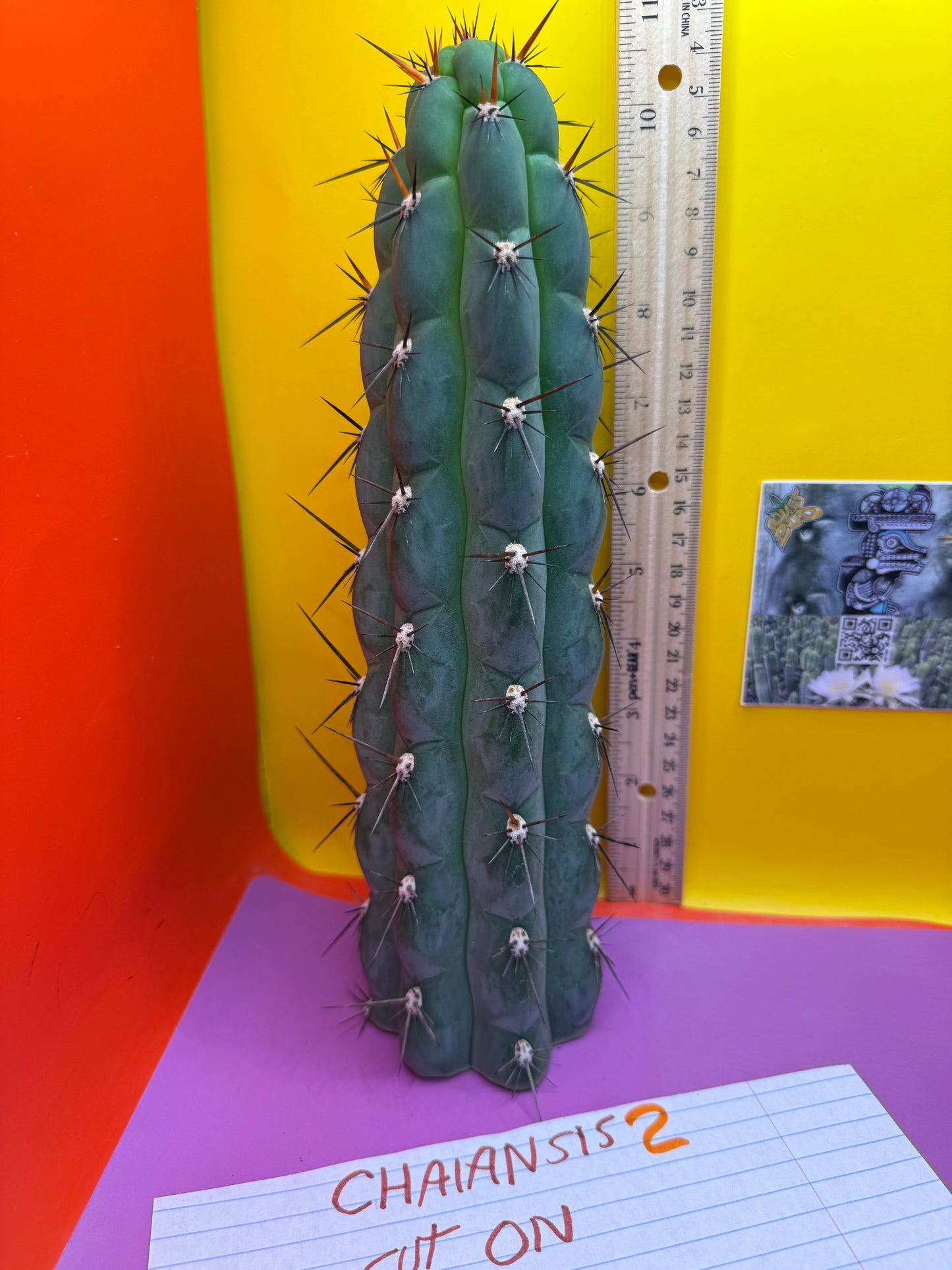 CHALA - trichocereus , San Pedro Cactus Cultivar