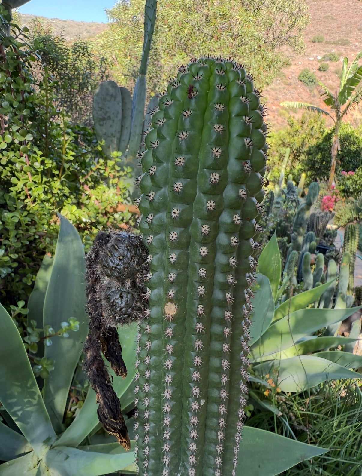 Trichocereus Brevispinulosus x Cahuilla seeds
