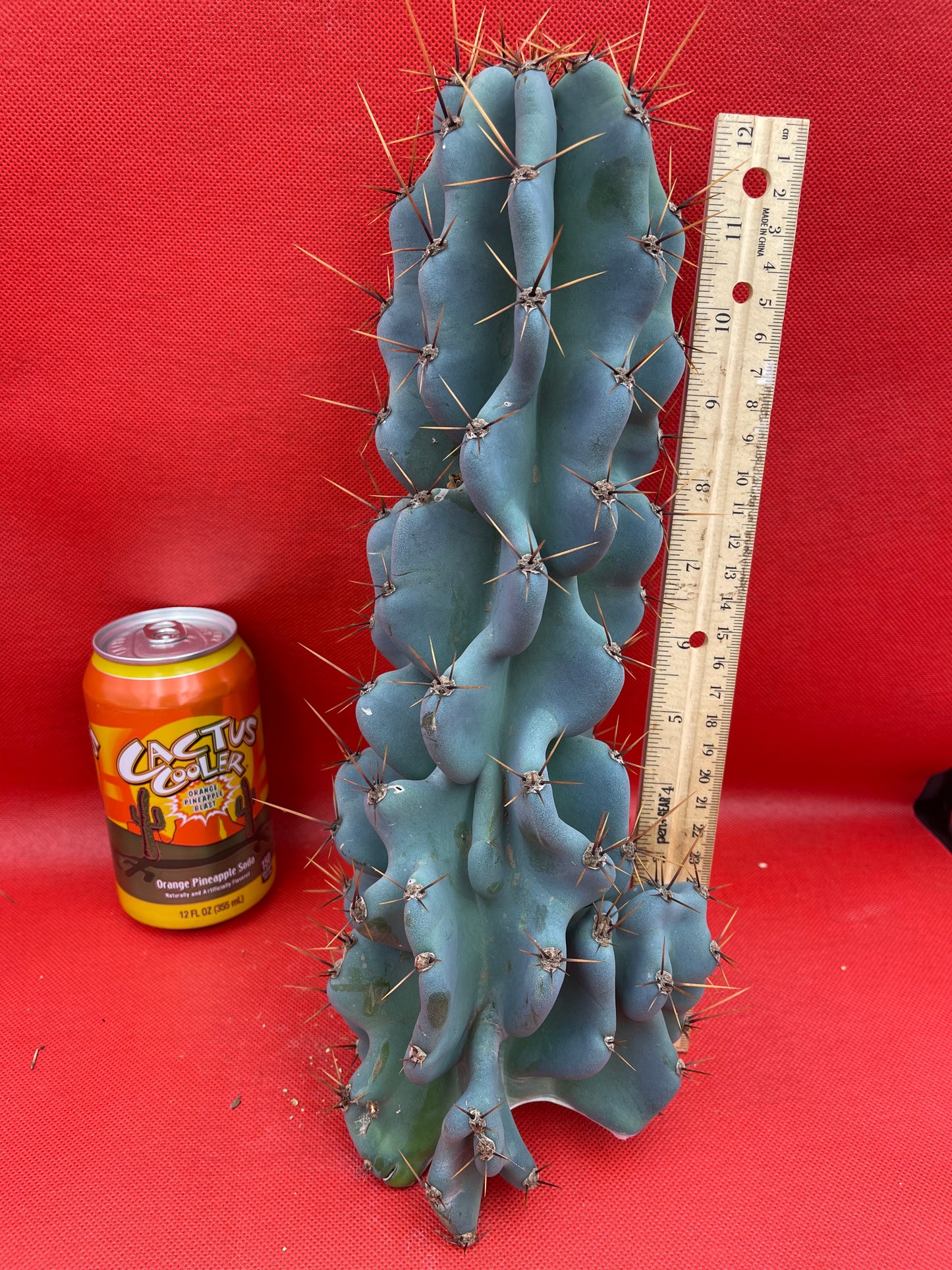 Cereus monstrose