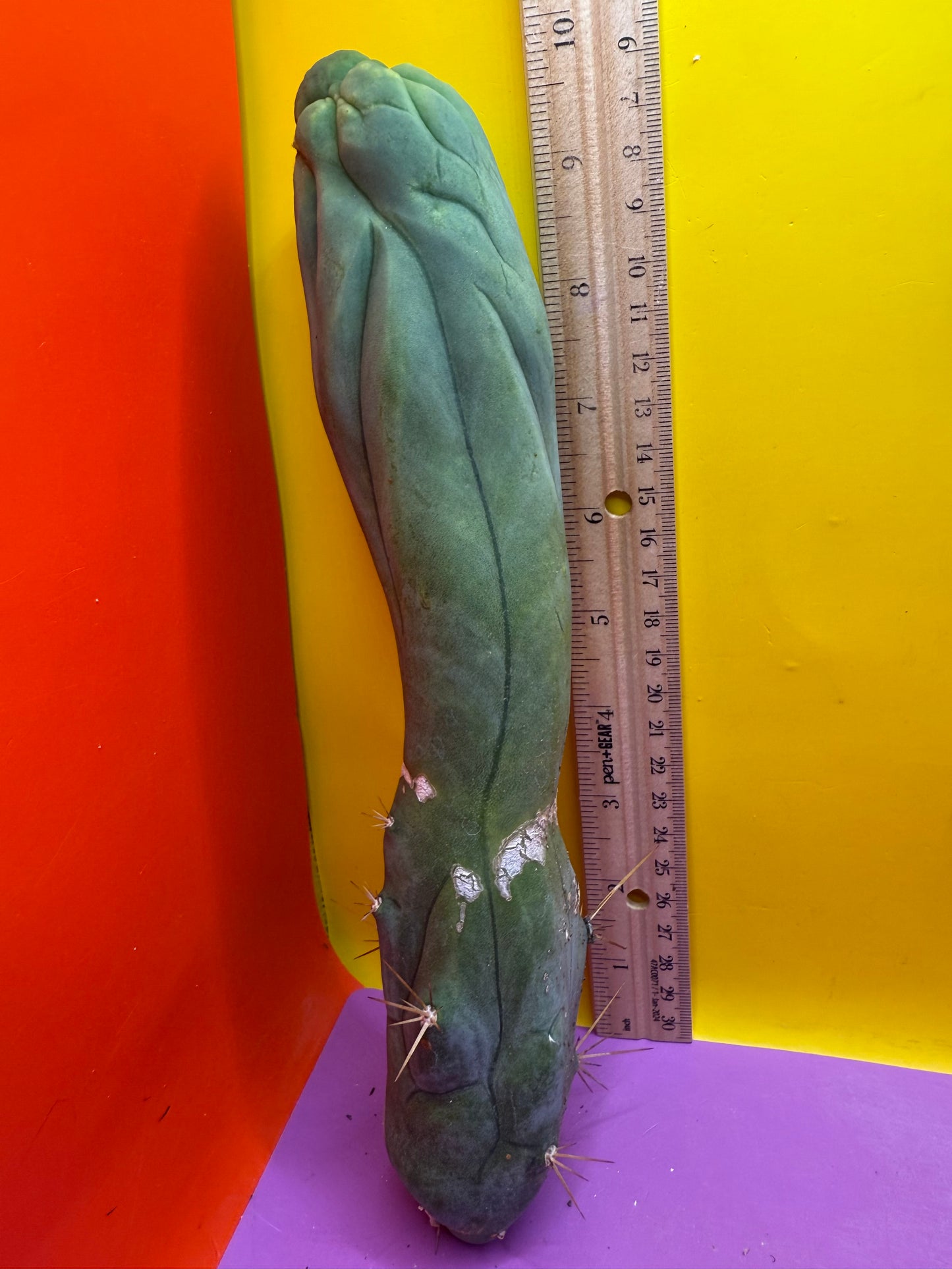 TBM-A LONG FORM CACTUS