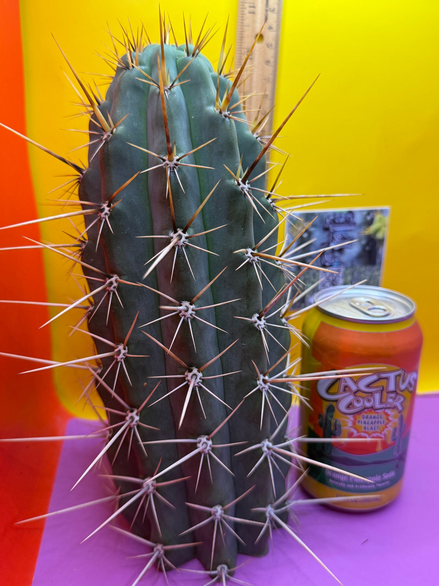 HUGE “SWAMP THING”trichocereus Cultivar !! Super thick