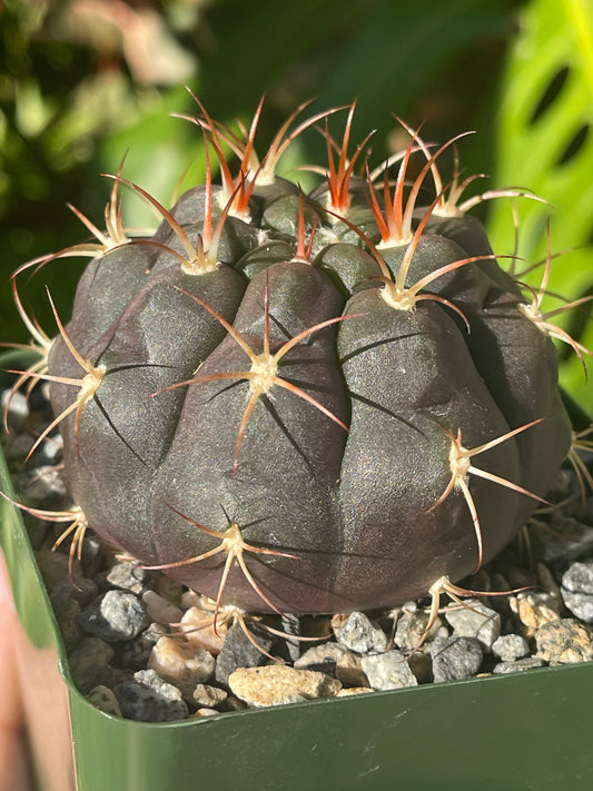 Gymnocalycium pflanzii albipulpa