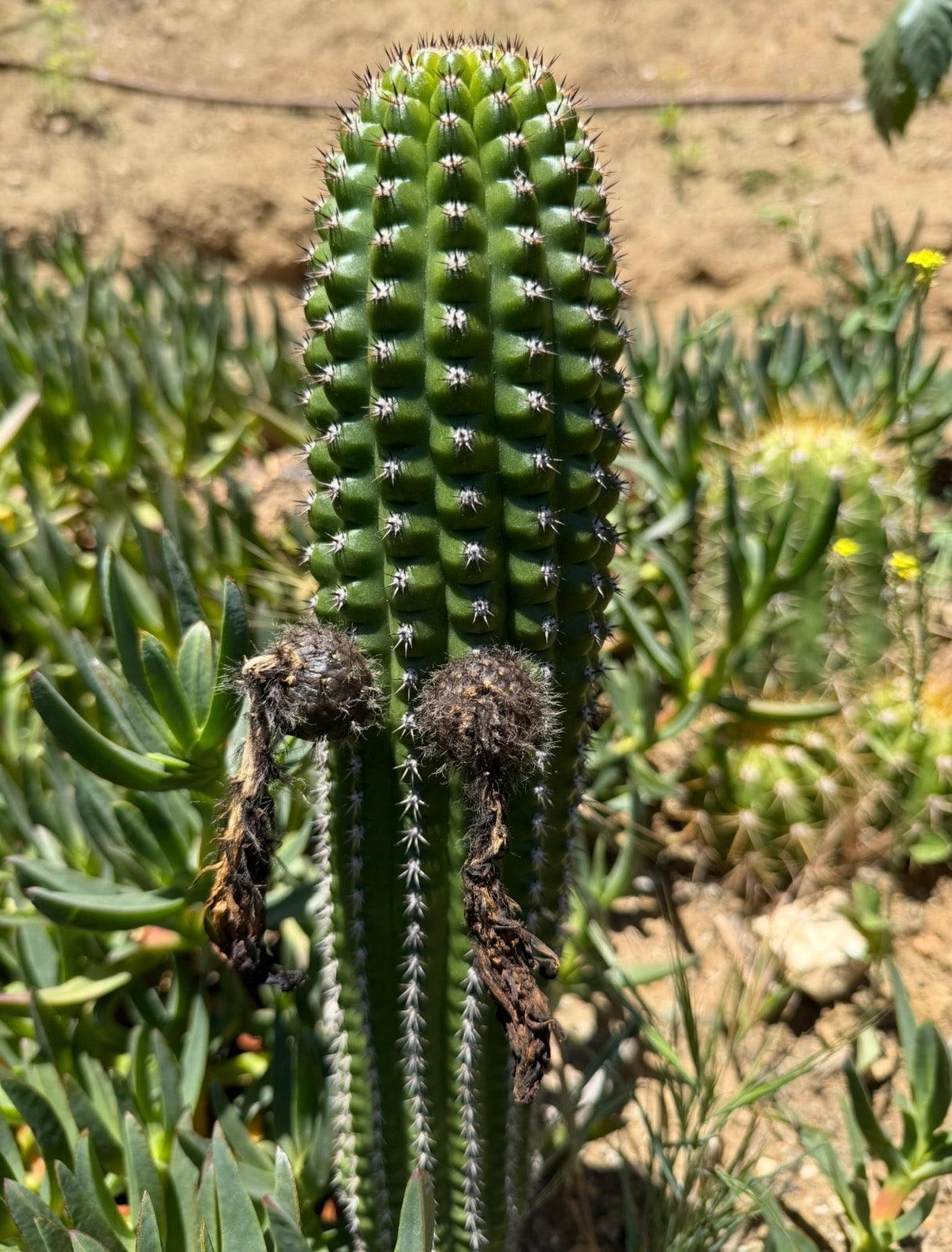 Trichocereus Brevispinulosus x Cahuilla seeds