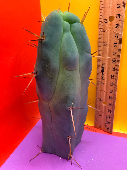 “EL SERPIEÑTE” melty 4 winds tip !!