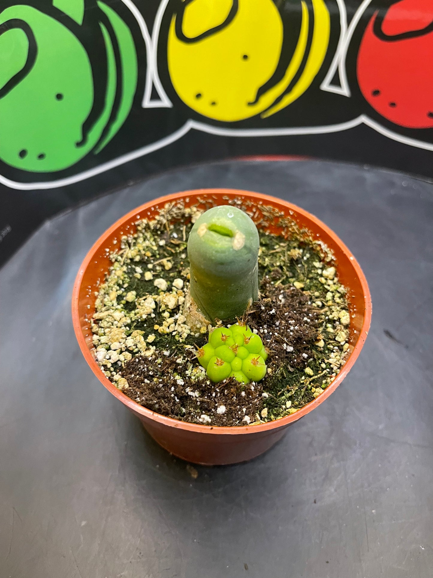 PENISCACTUS !