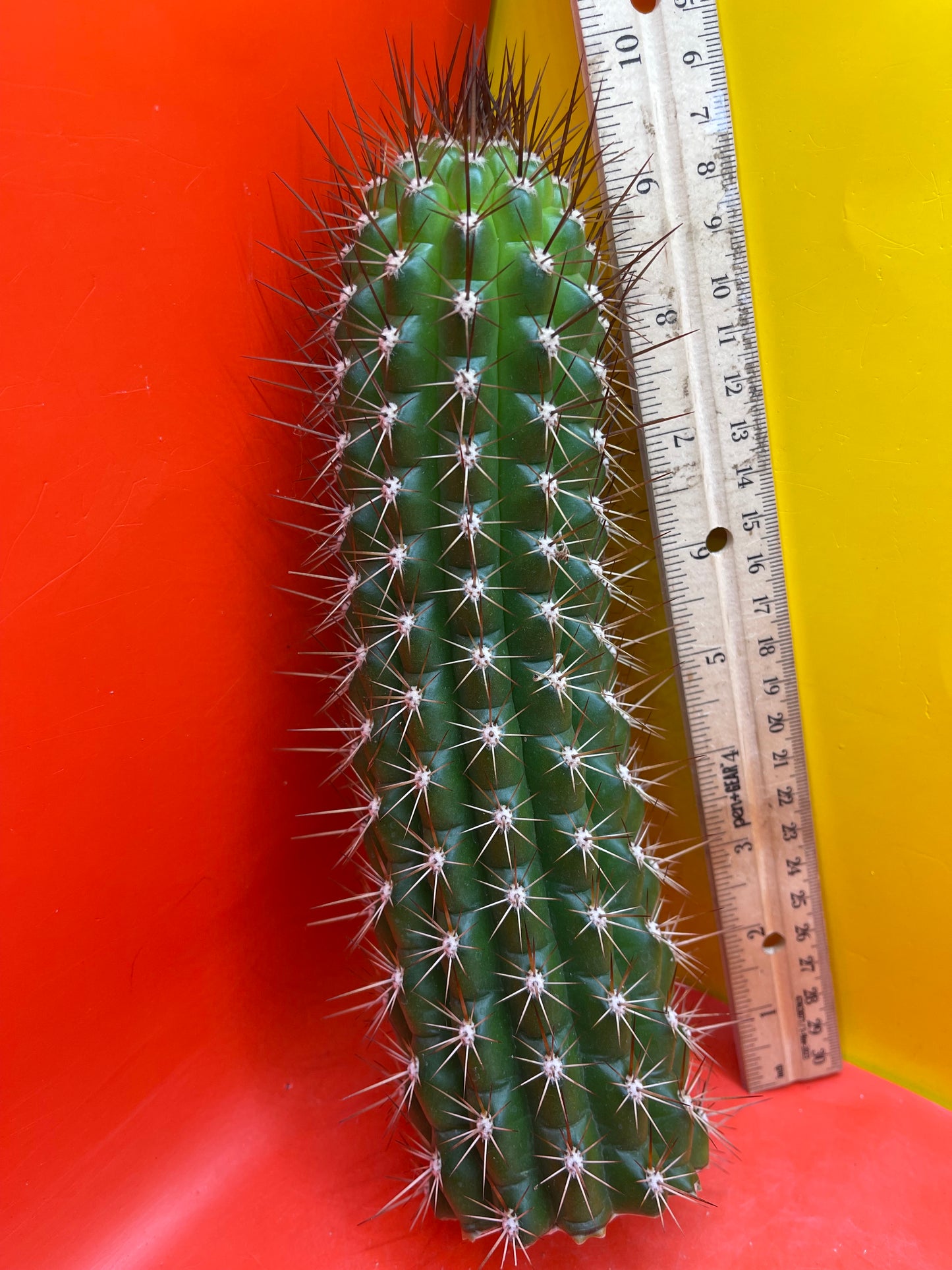 Trichocereus Thelegonus