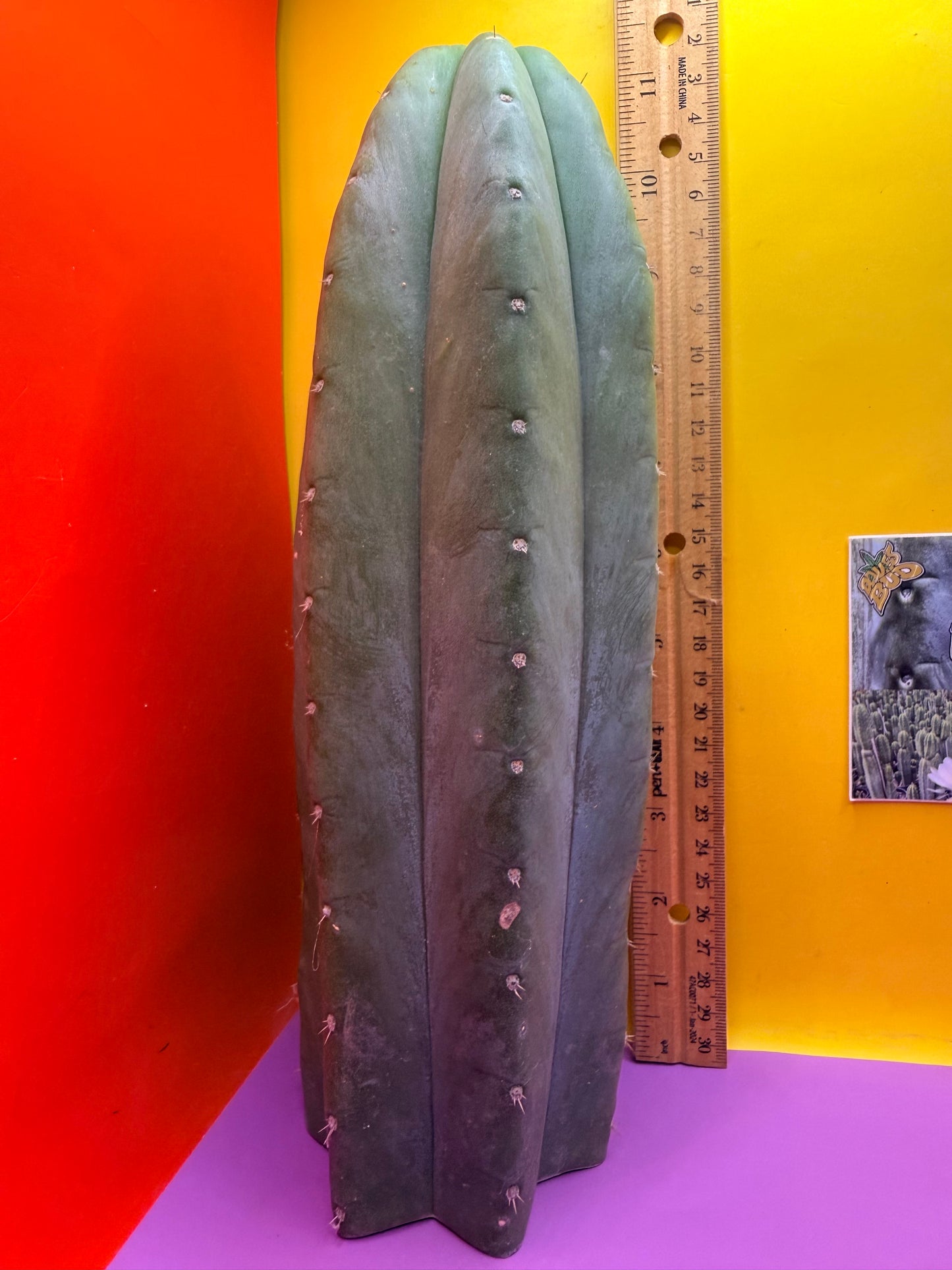 “CAHUILLA” !!!!