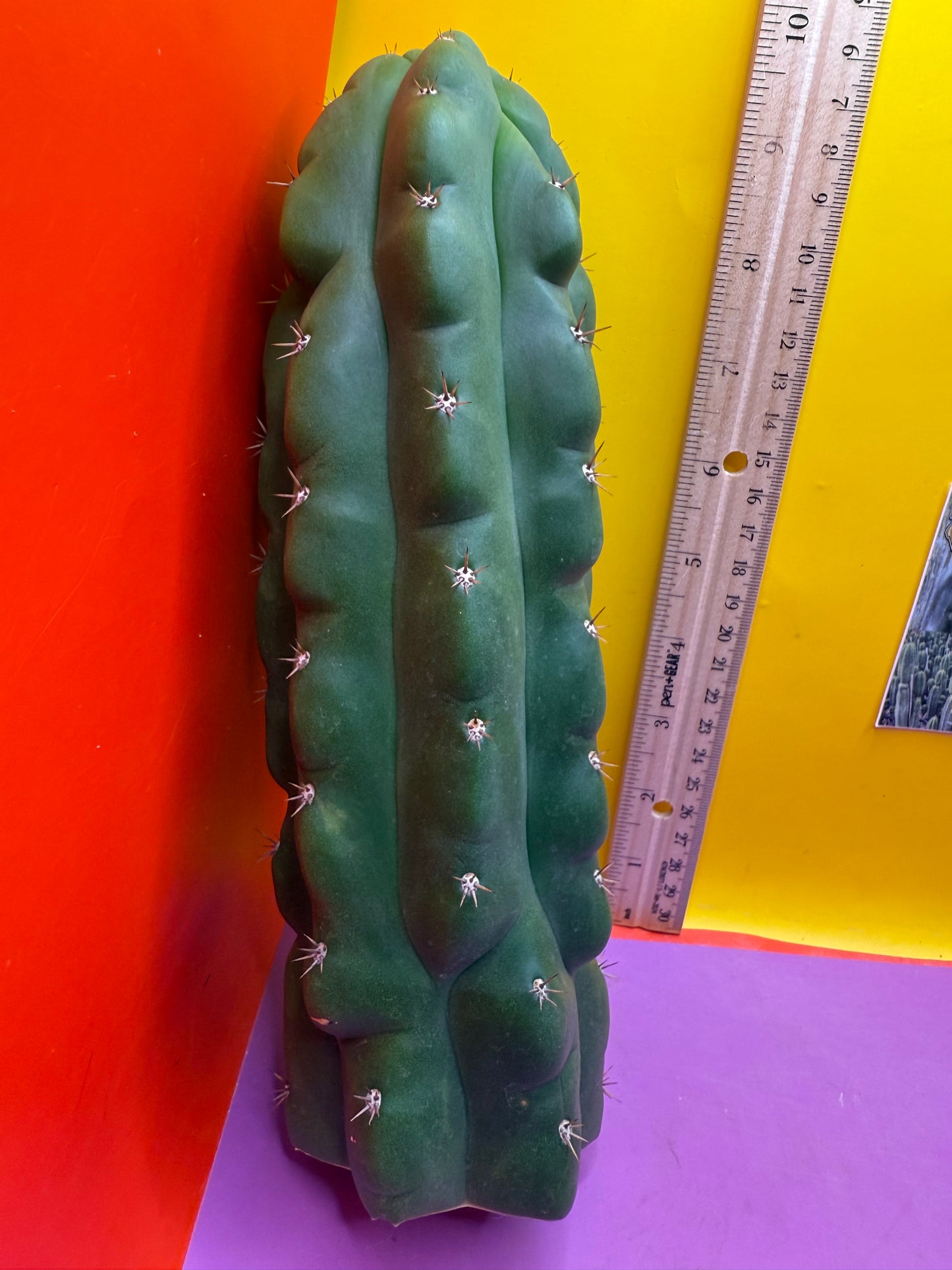 TPM ! Monstrose tricho