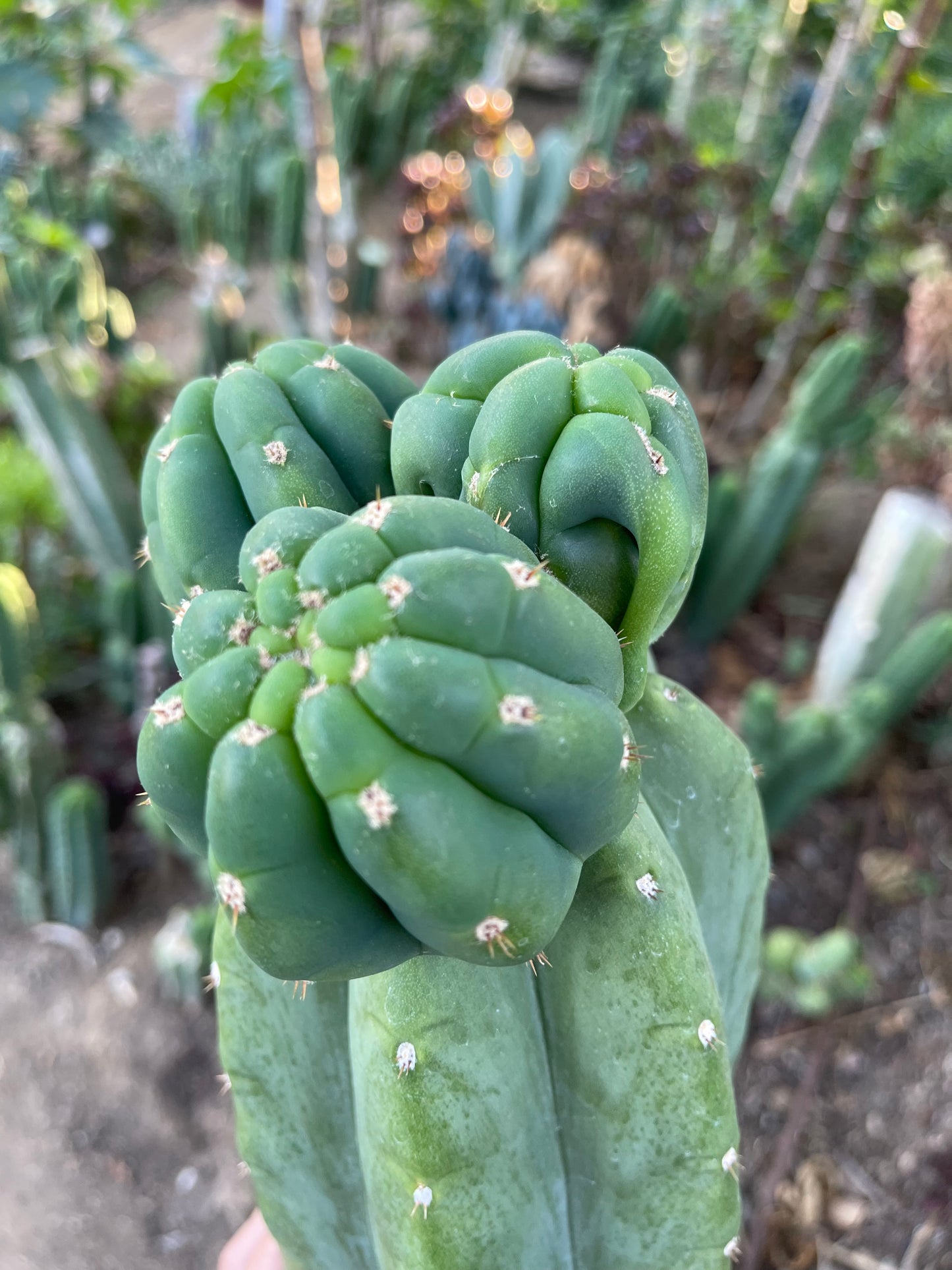 Freak Cahuilla !!! Trichocereus