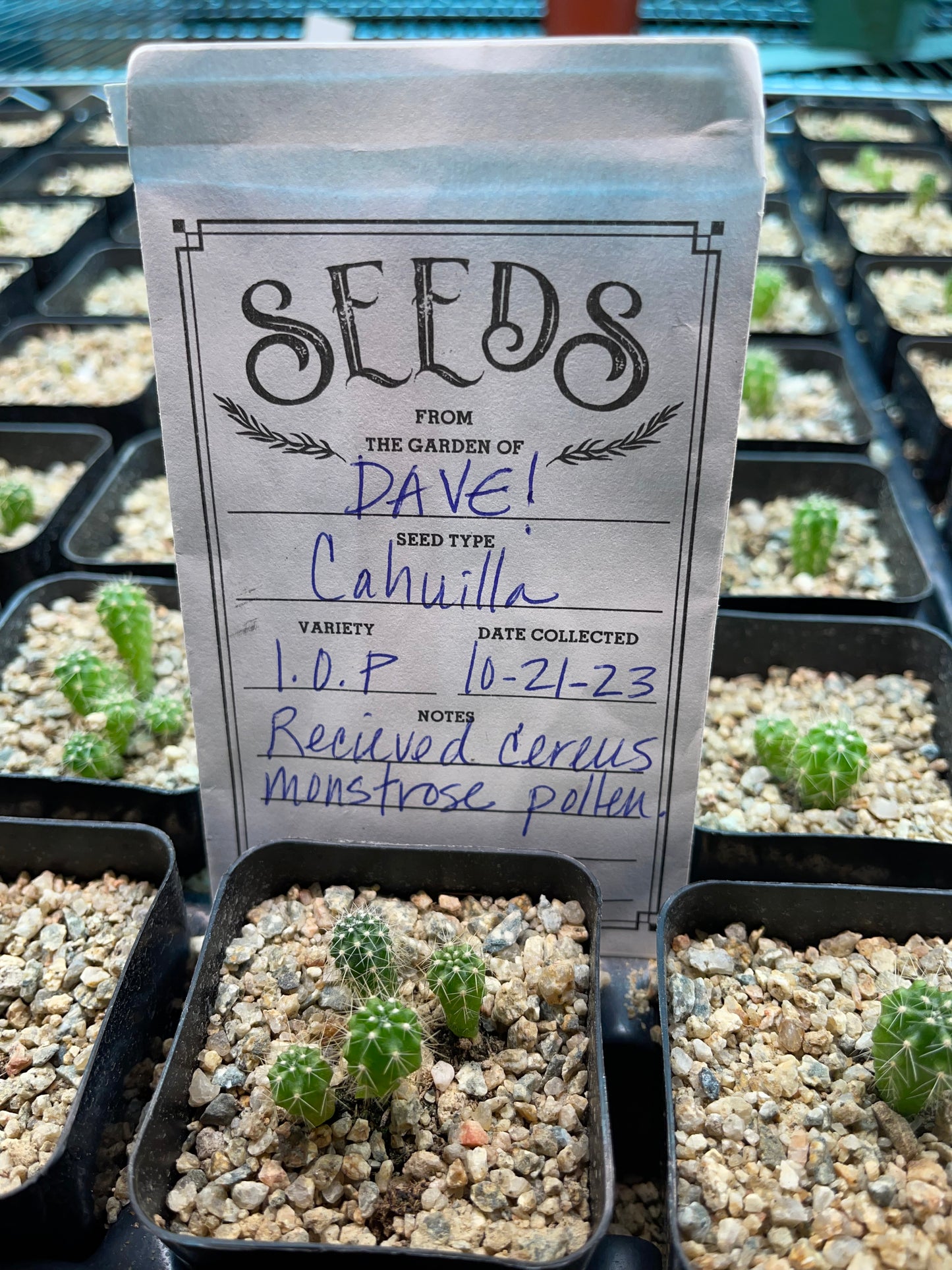 DAVES DOLLAR DAZE 😵‍💫!! Seeds