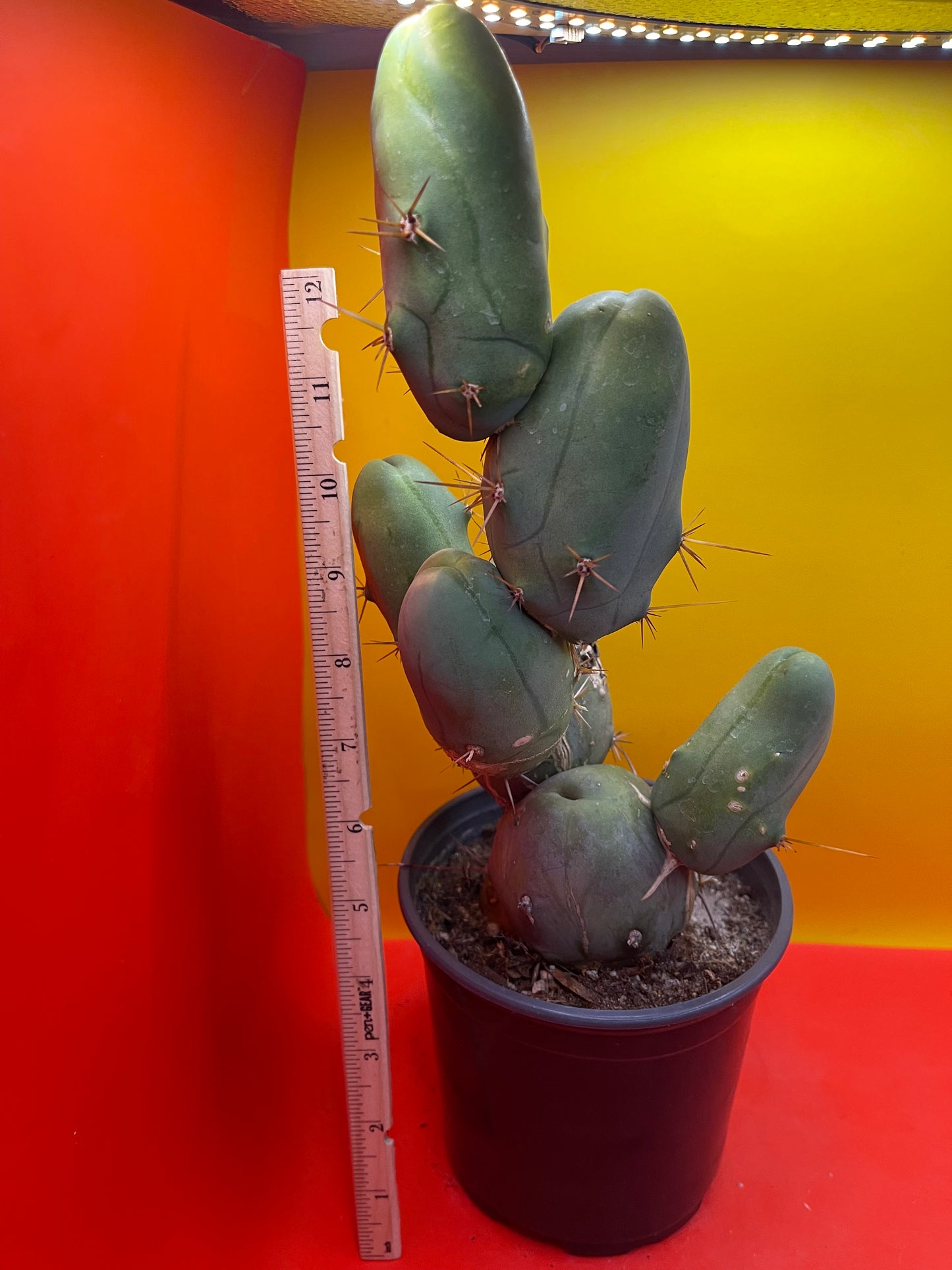 EXTRA LARGE TBM-b cactus in pot