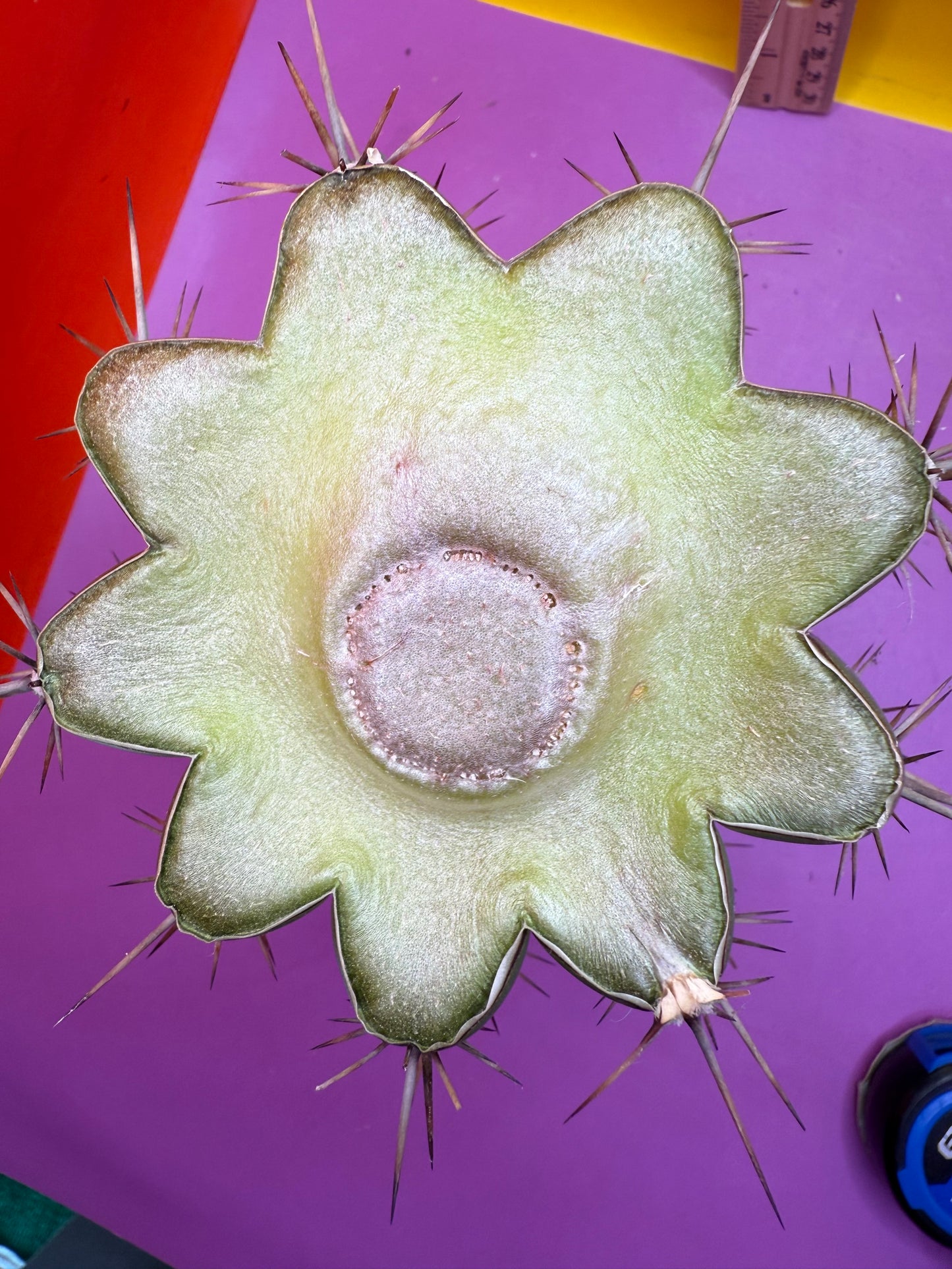 Huge San Pedro Cactus 🌶️Trichocereus Tacaquirensis !