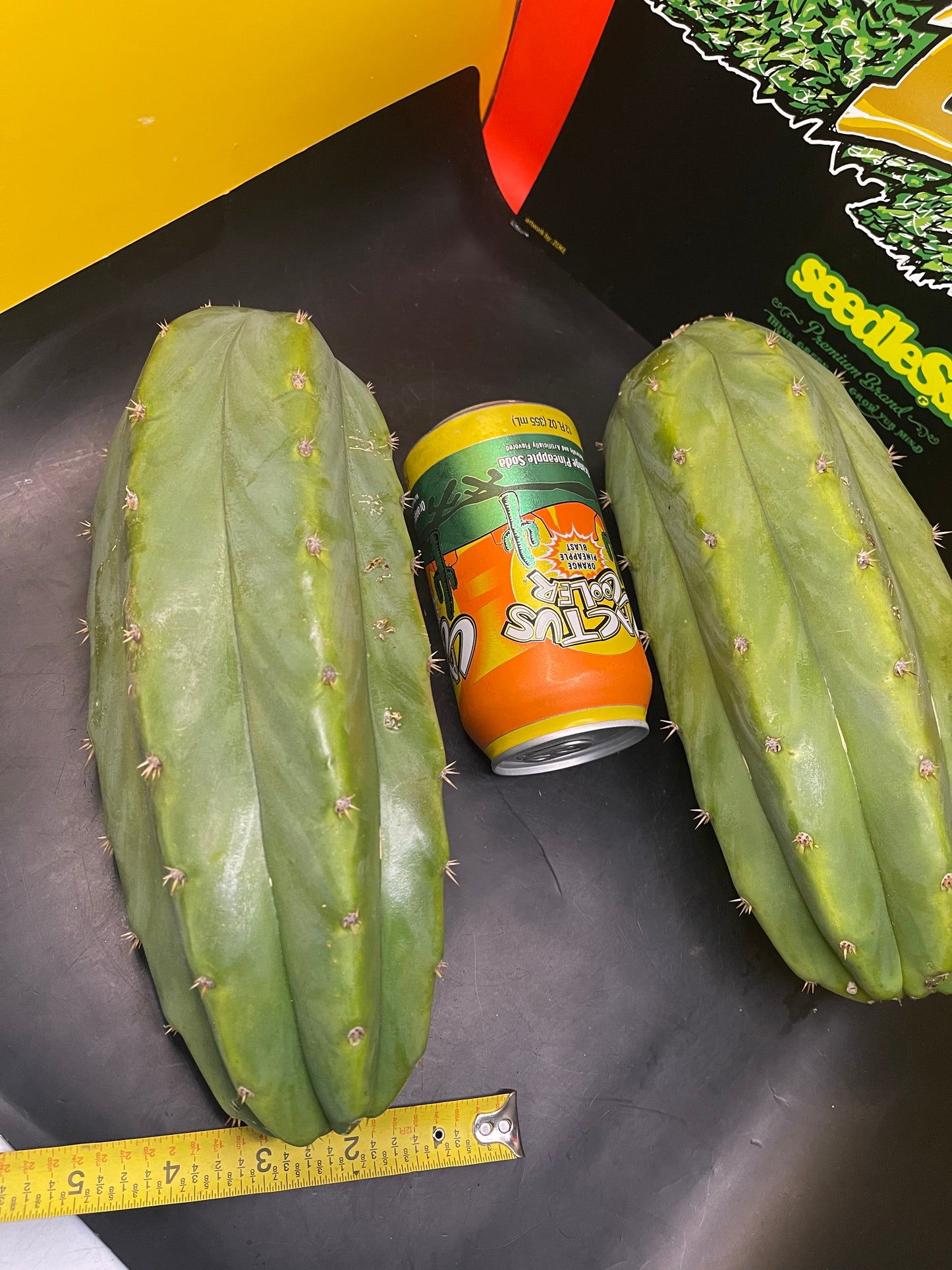 2 - 4” thick tips ! Big fat San Pedro cactus