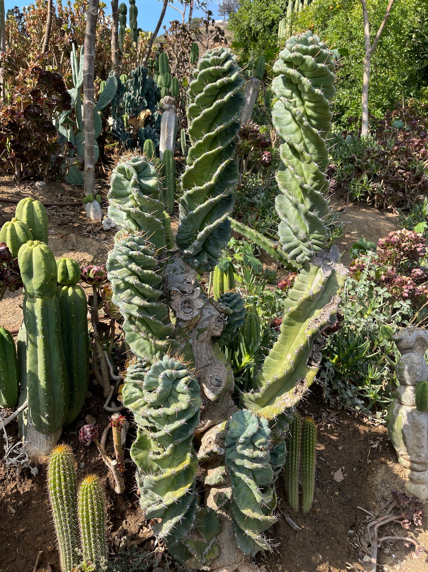 FAT Spiral Cactus !Over 4” thick - Foot long