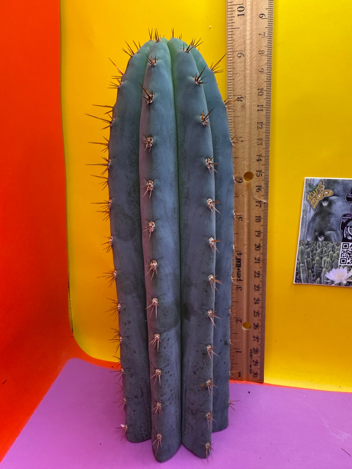 New years sale blue trichocereus peruvianus !!
