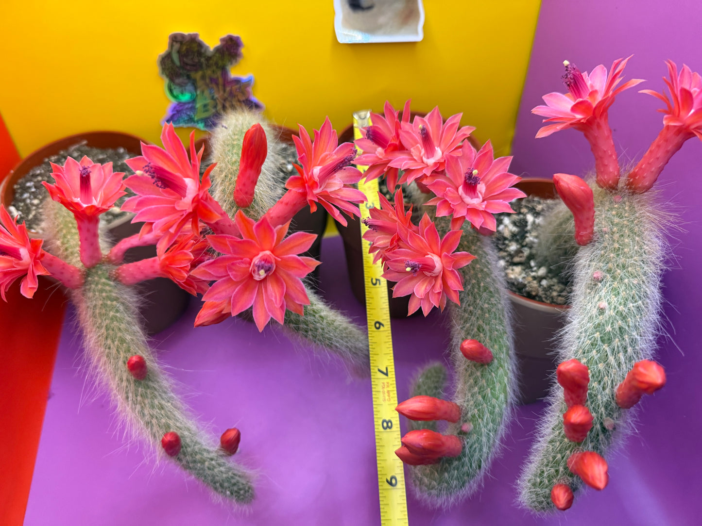 Monkey tail cactus !!