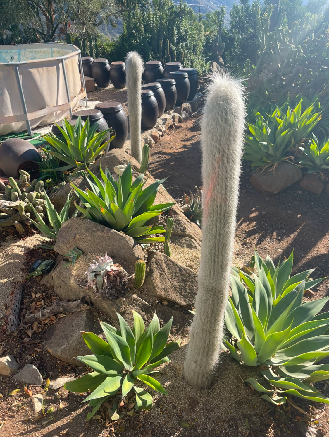 Cephalocereus Senilis Seeds