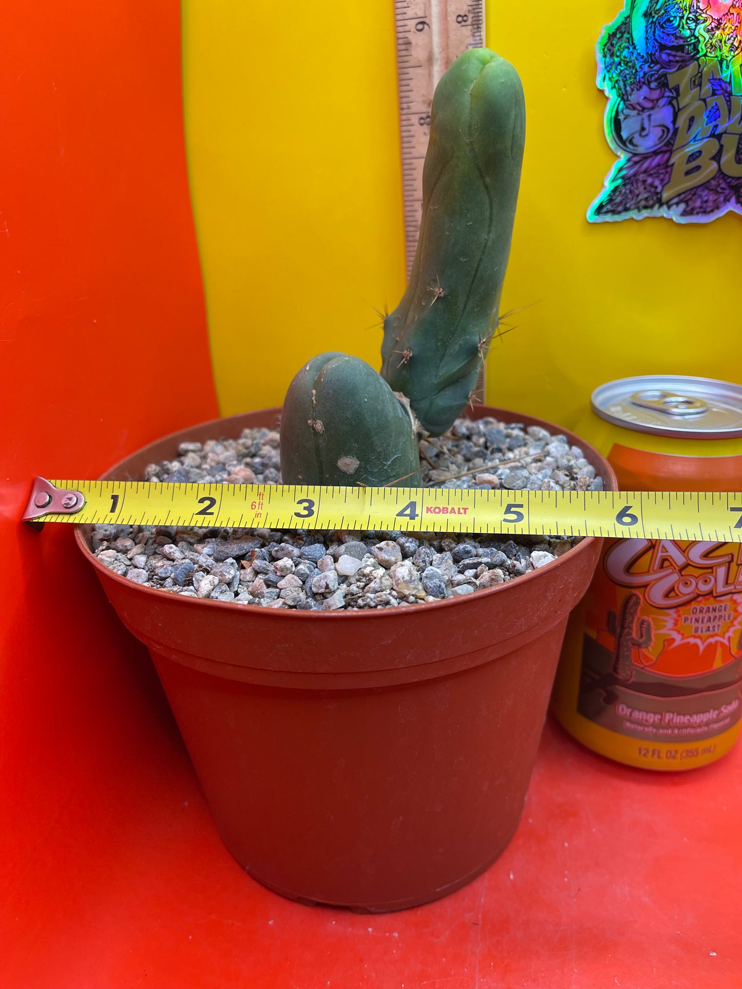 TBM exact cactus ships in 6” pot