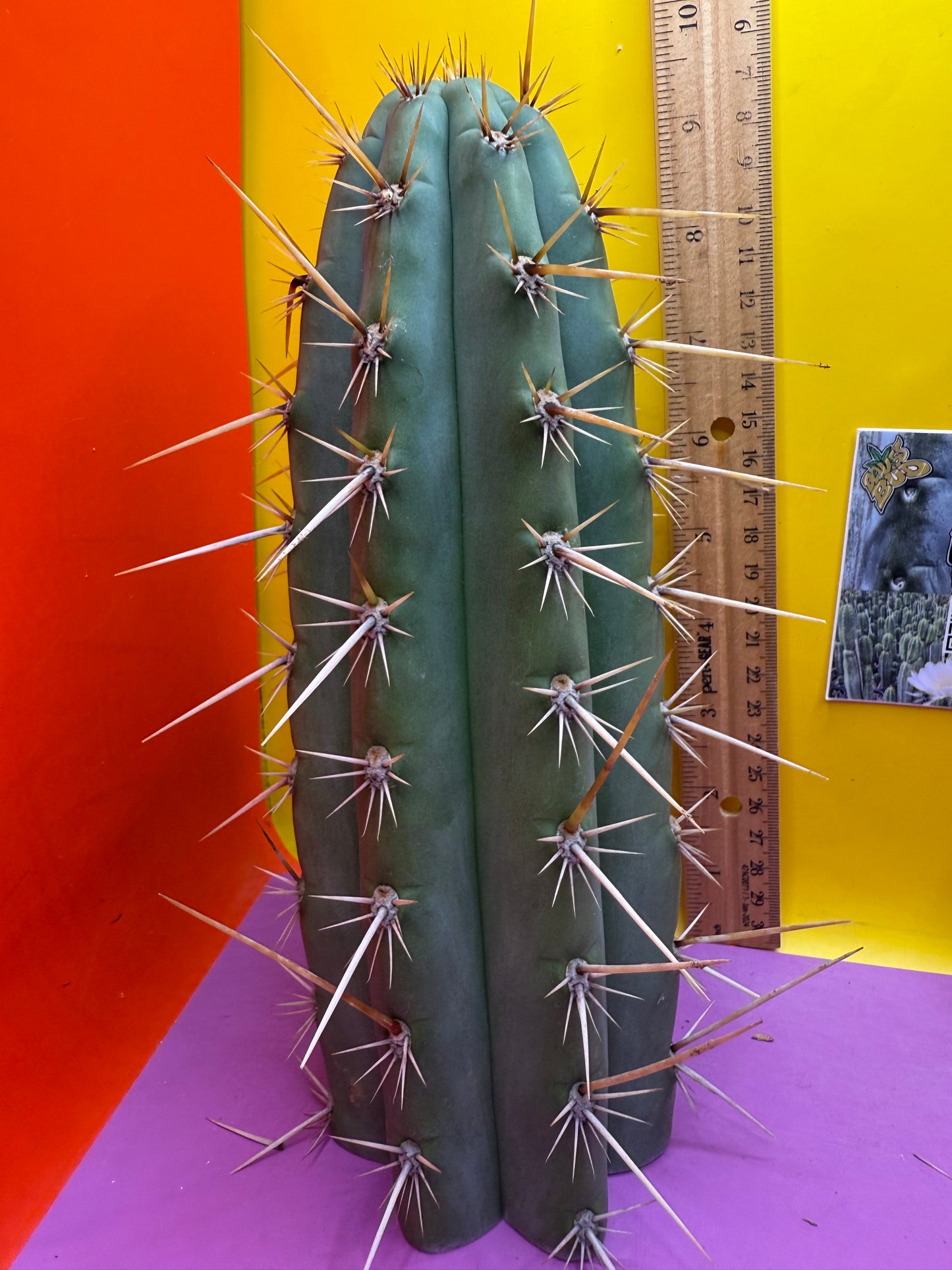 Trichocereus Puquiensis - cv “Linda”