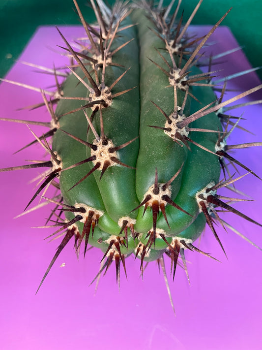 TRICHOCEREUS TACAQUIRENSIS