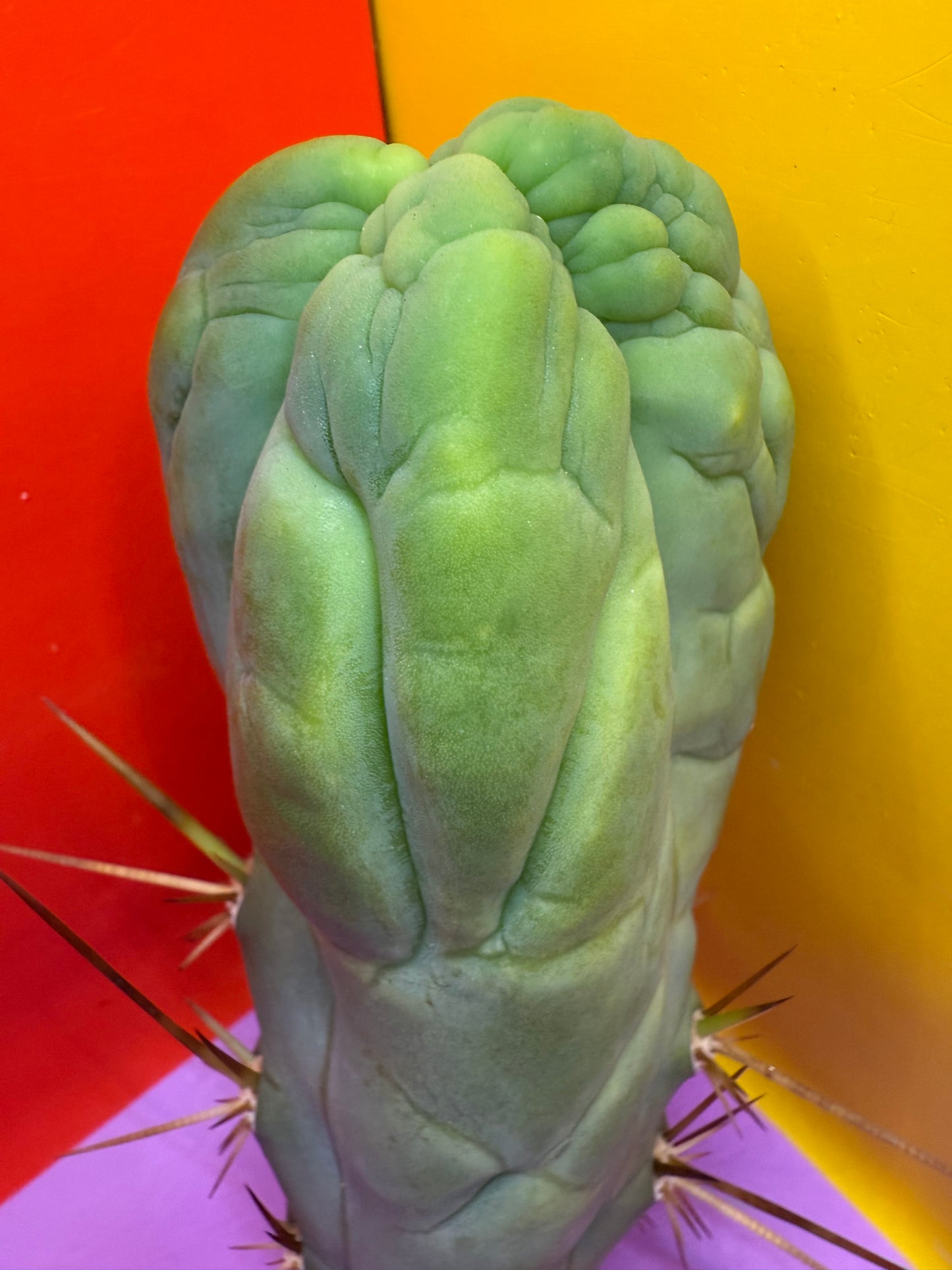 Bruce’s Dragon - almost 3” thick !