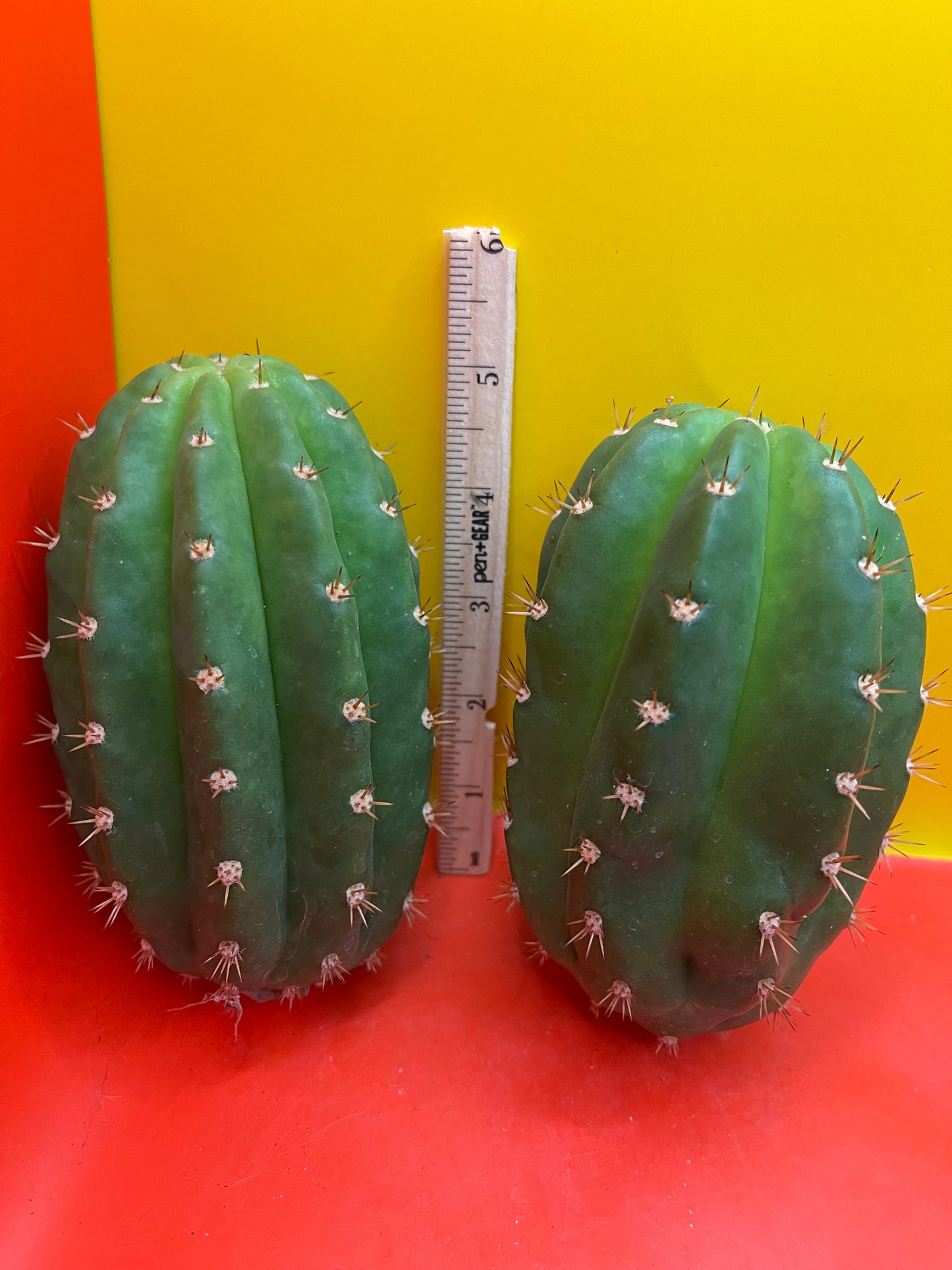 CACTO HEBRIDO cactus cutting ! The second Picture  shows cutting for sale