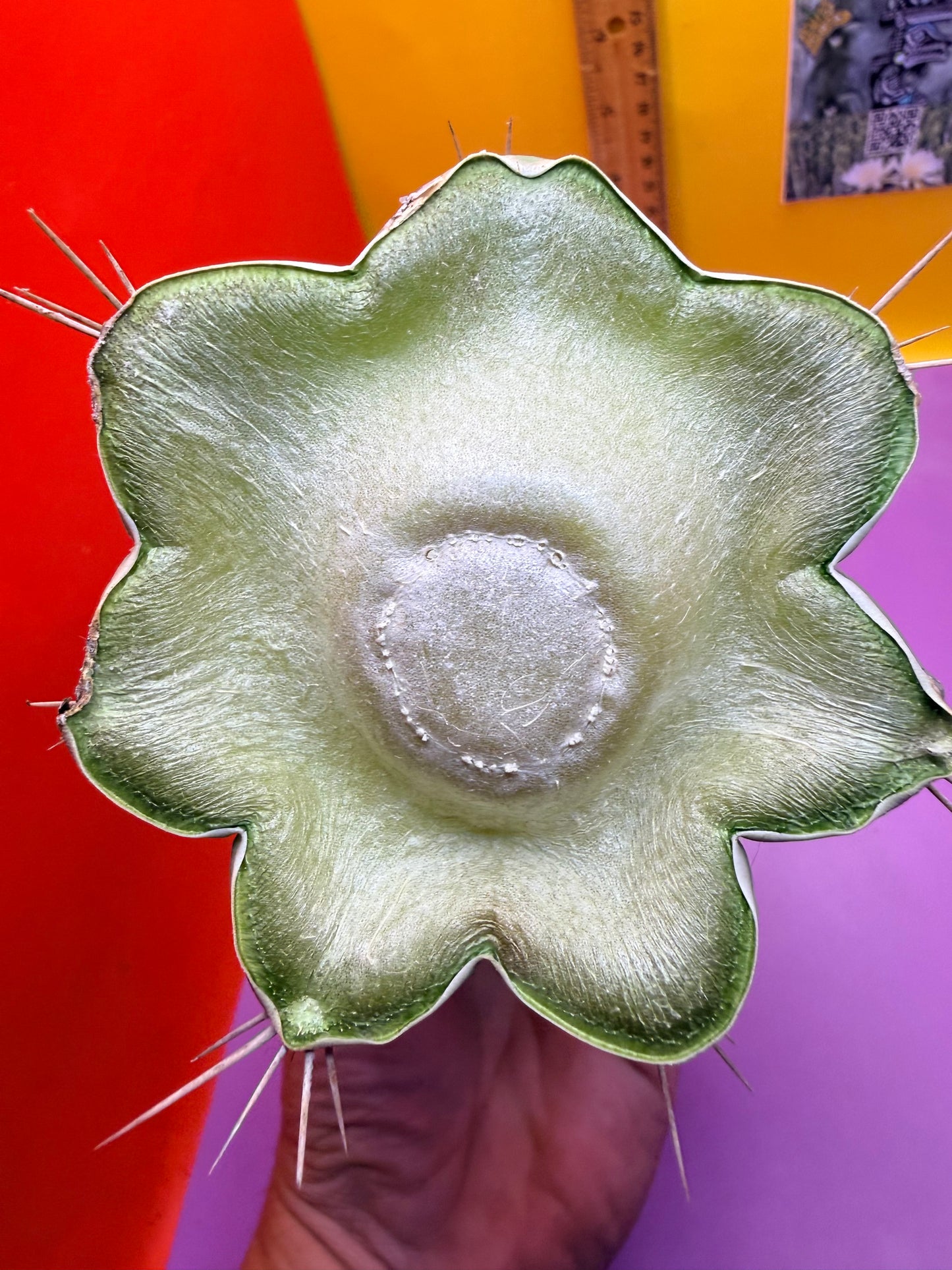 SS03 !!! TRICHOCEREUS