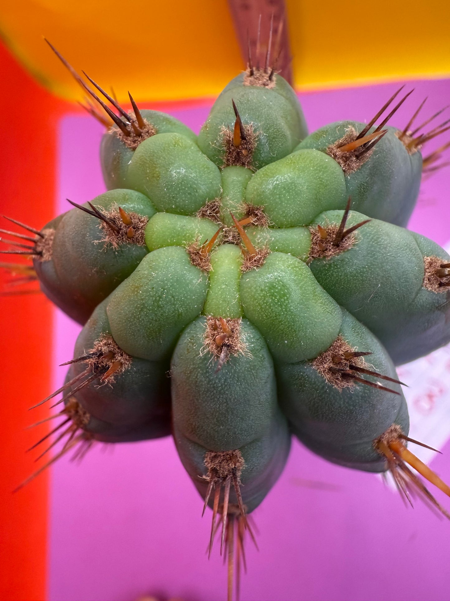 New years sale blue trichocereus peruvianus !!