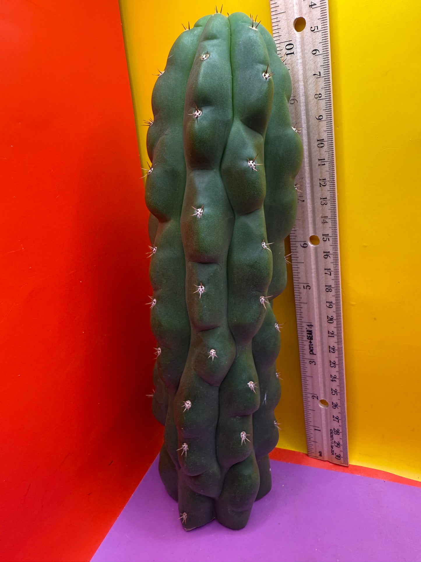 Monstrose San Pedro Cactus! This exact one