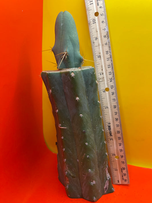 Grafted Penis cactus !!!