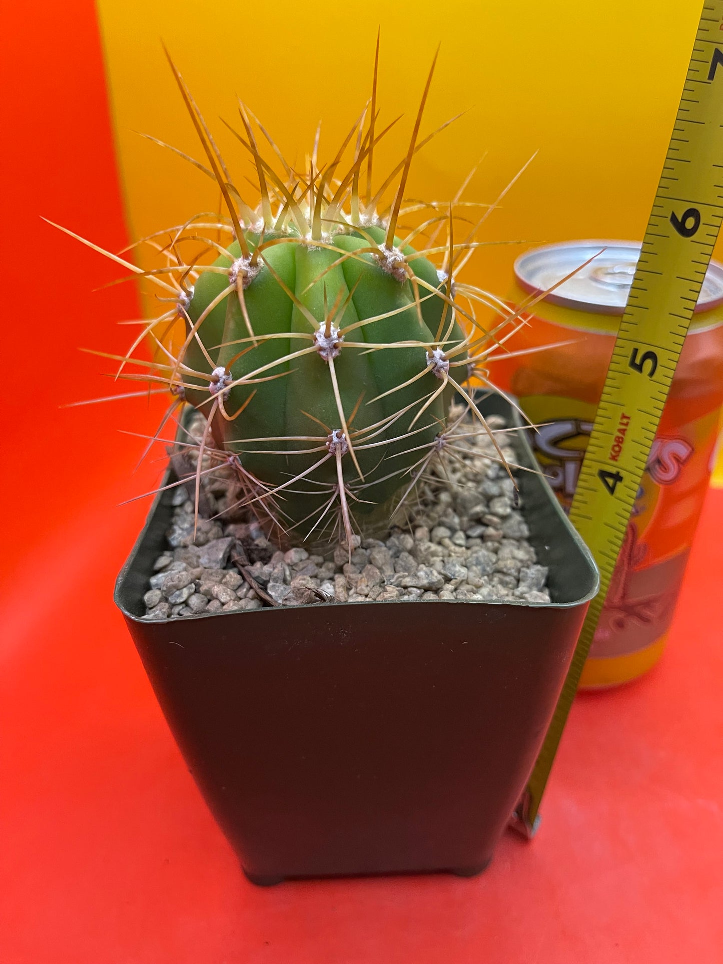 Trichocereus terscheckii