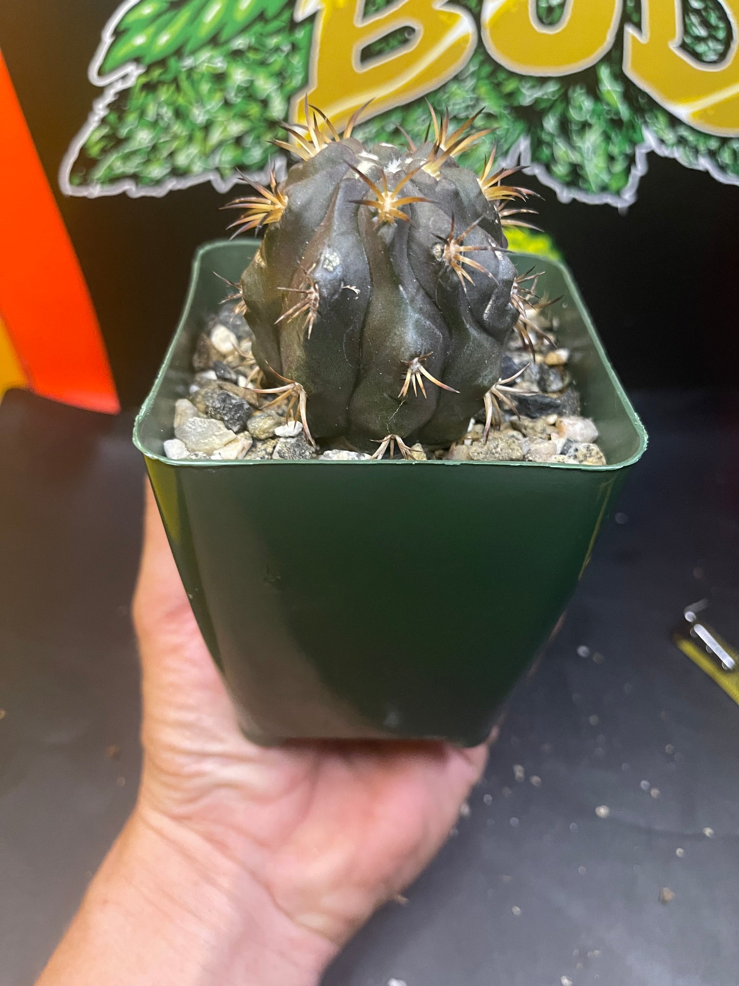 Copiapoa Dura