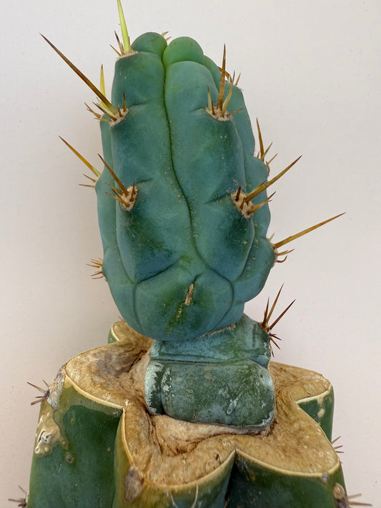 Grafted Bruce’s Dragon