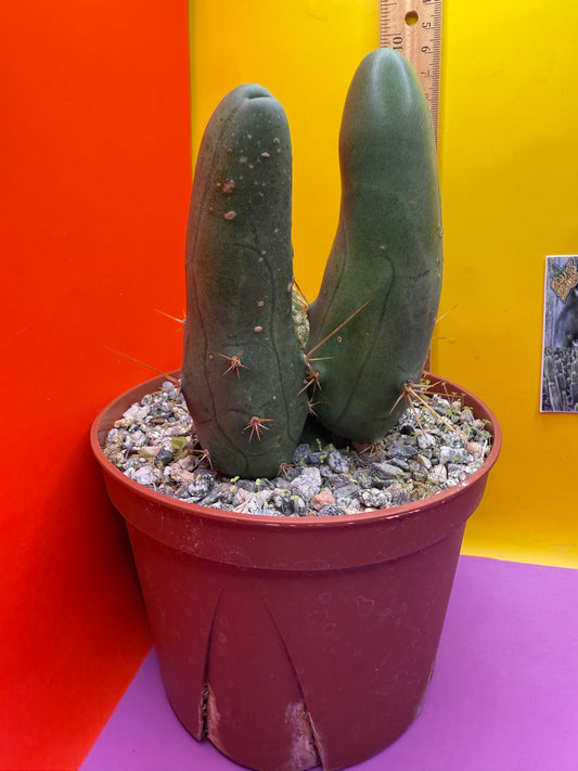 Awesome Tbm-b with long fat segments !!