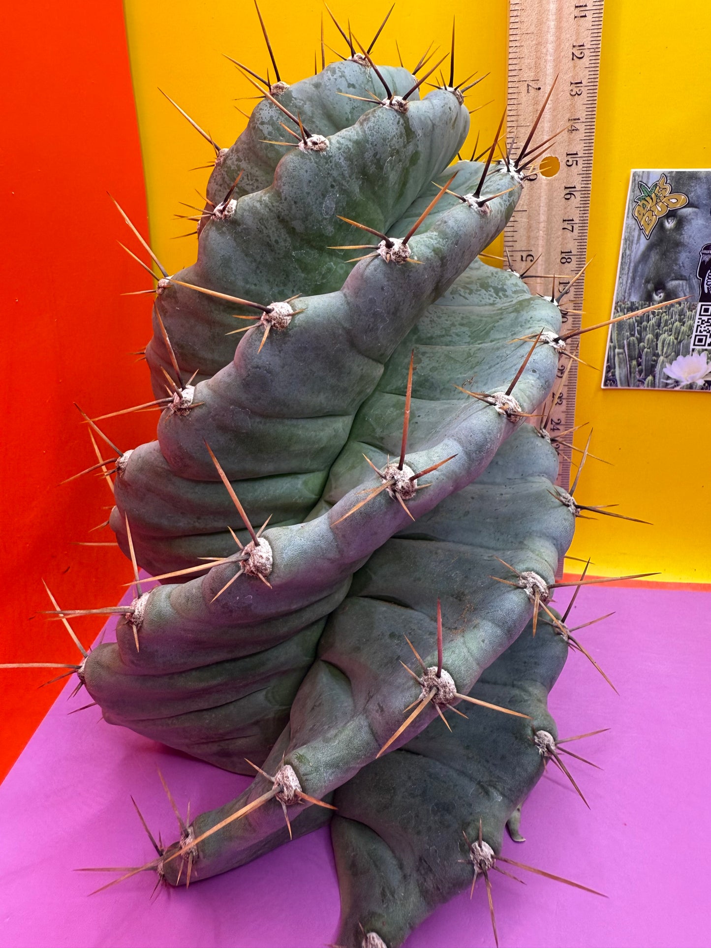 Spiral about 5” thick !!!